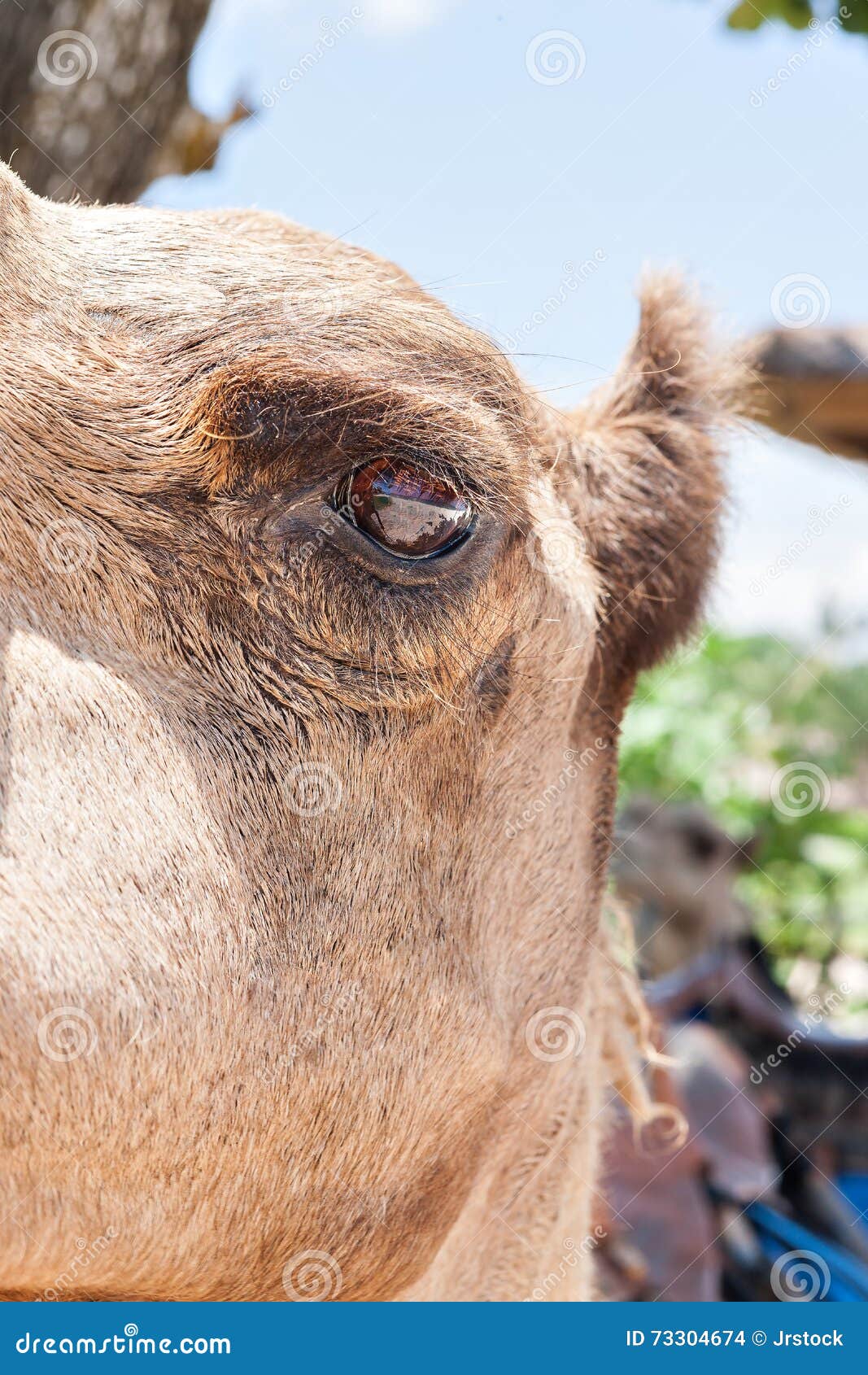 Camel Eye Side Closeup with the Ear and Head Stock Photo - Image of mammal, arabian: 73304674 Camel Eye Side Closeup with the Ear and Head Stock Photo - Image of mammal, arabian: 73304674