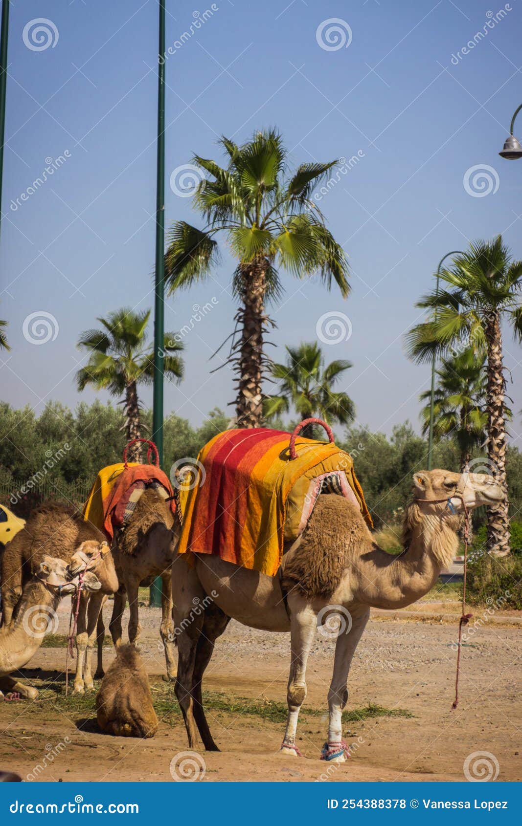 camels in the desert of morocco