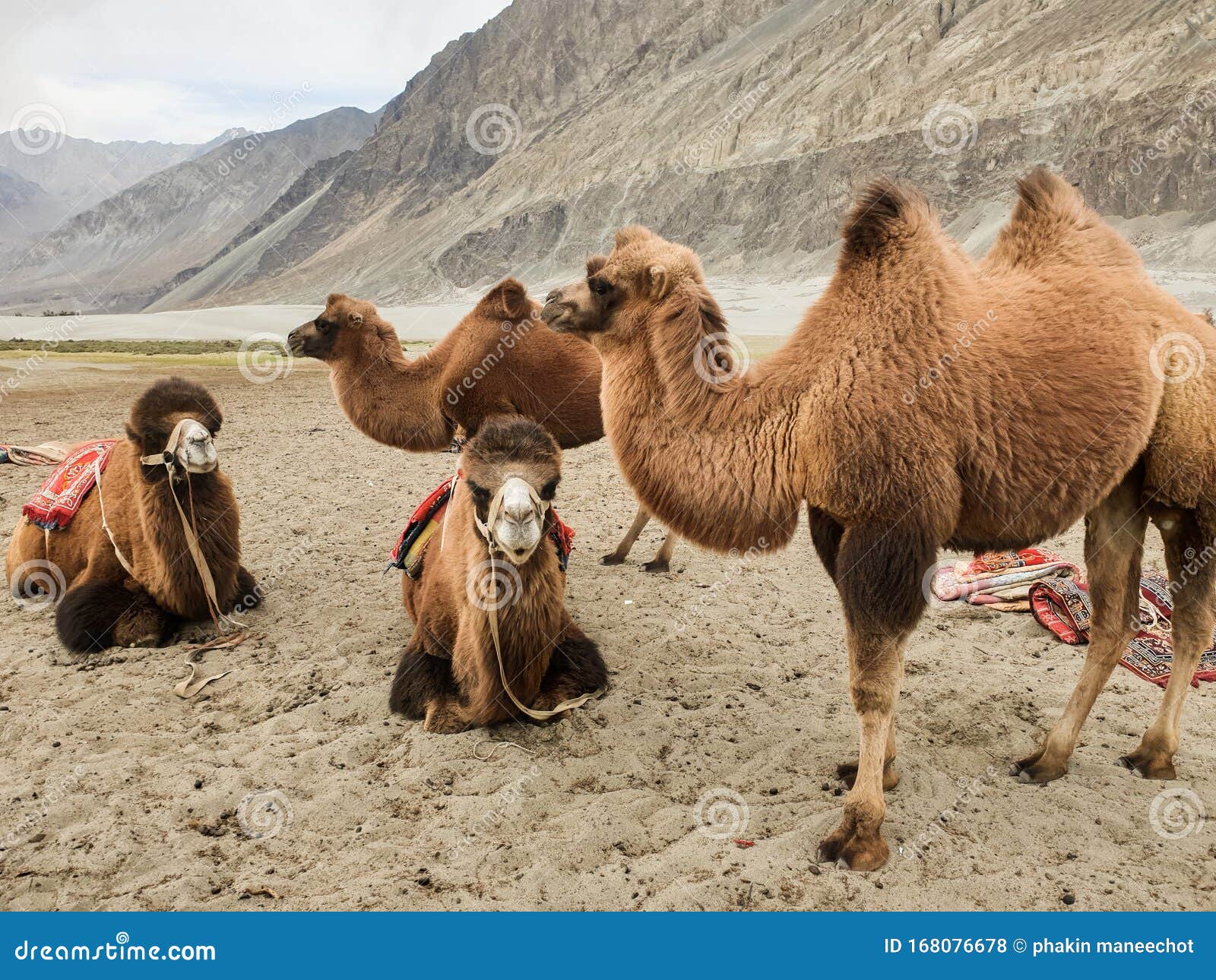 Camel Family Resting in Sand at Leh Ladakh Stock Photo - Image of camels,  dromedary: 168076678