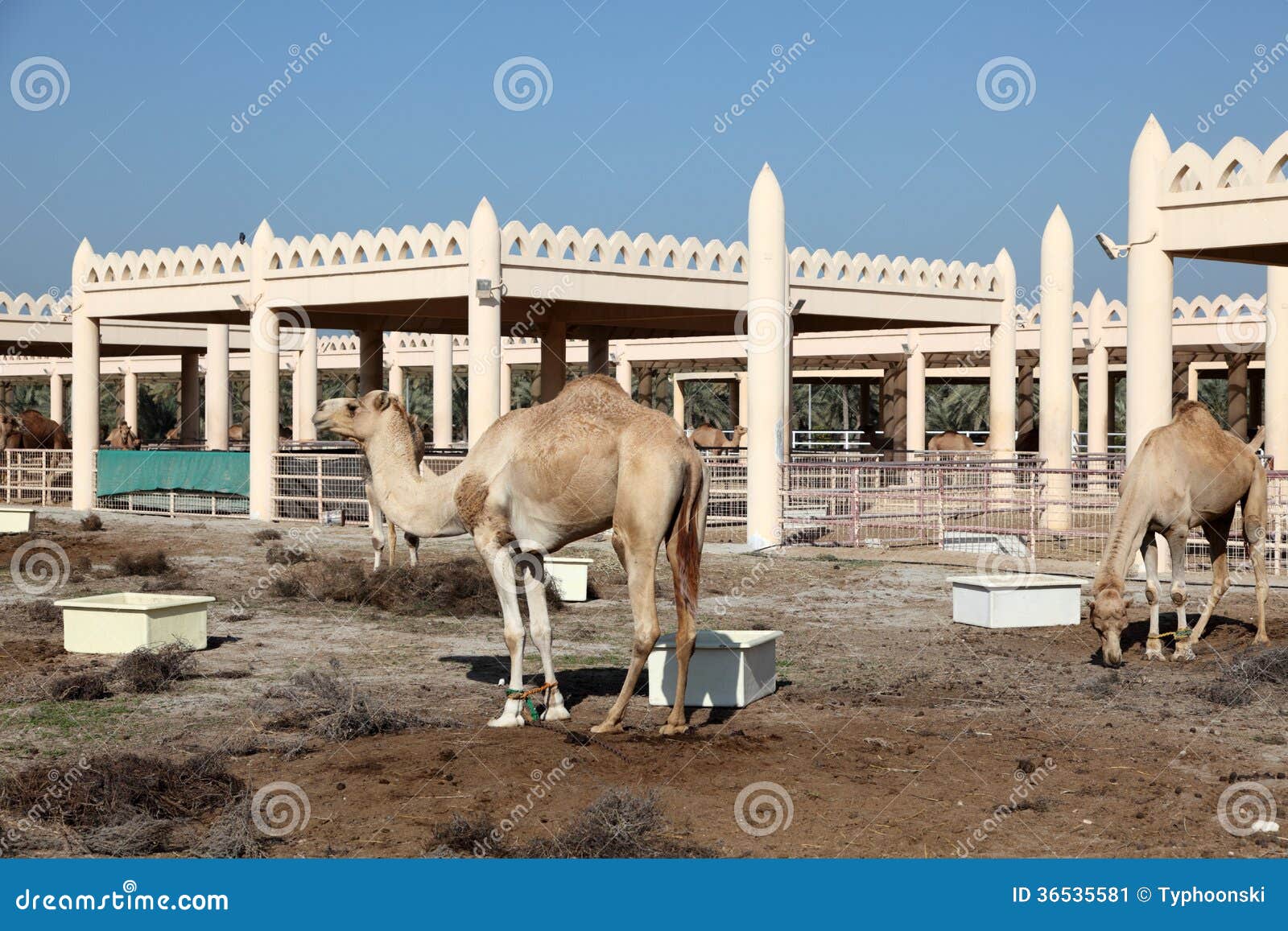 Camel farm in Bahrain stock image. Image of agriculture 36535581