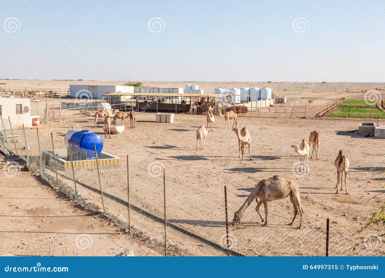 Camel farm in Qatar stock image. Image of qatar, east 64997315