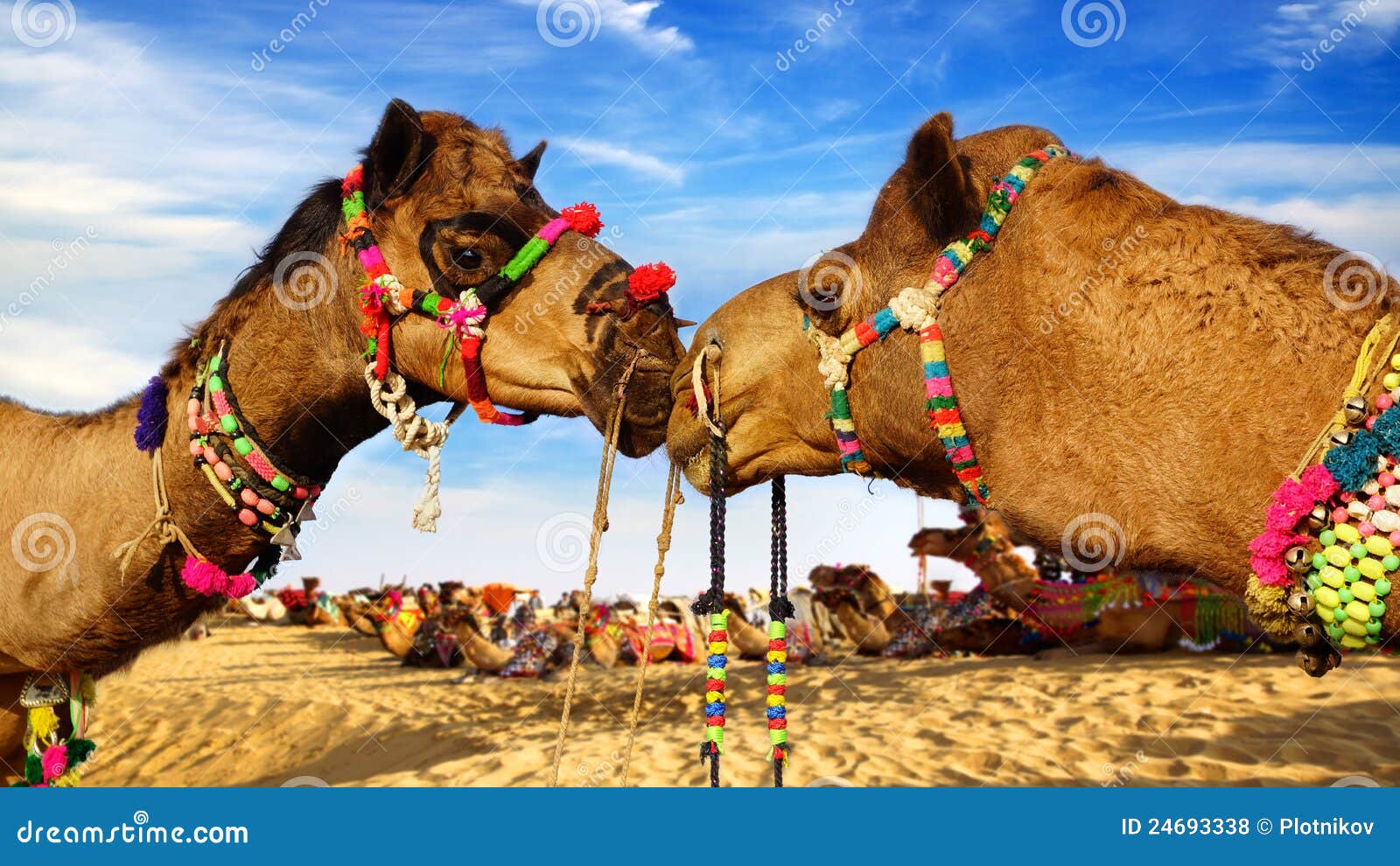 camel festival in bikaner, india