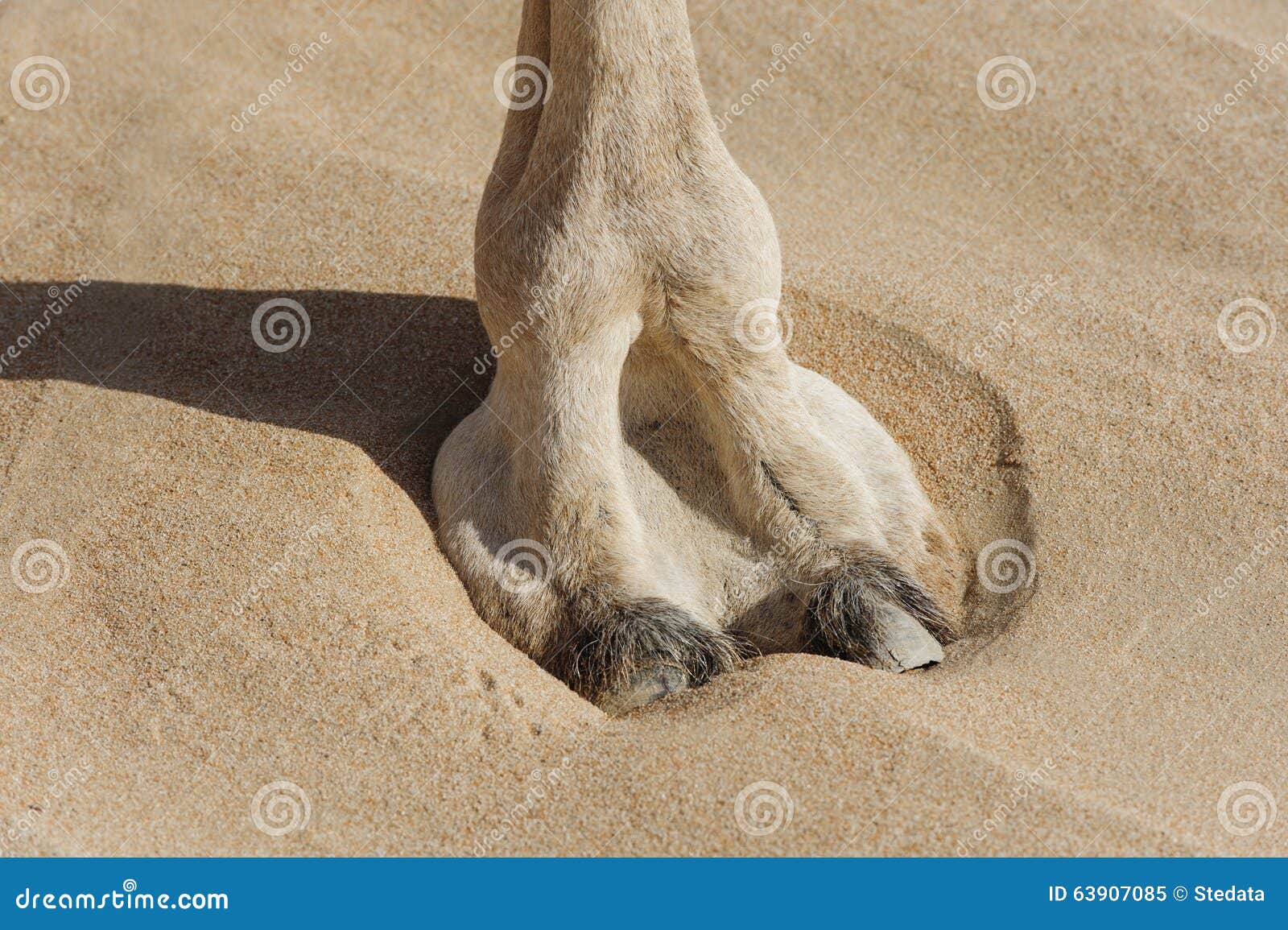 camels hooves