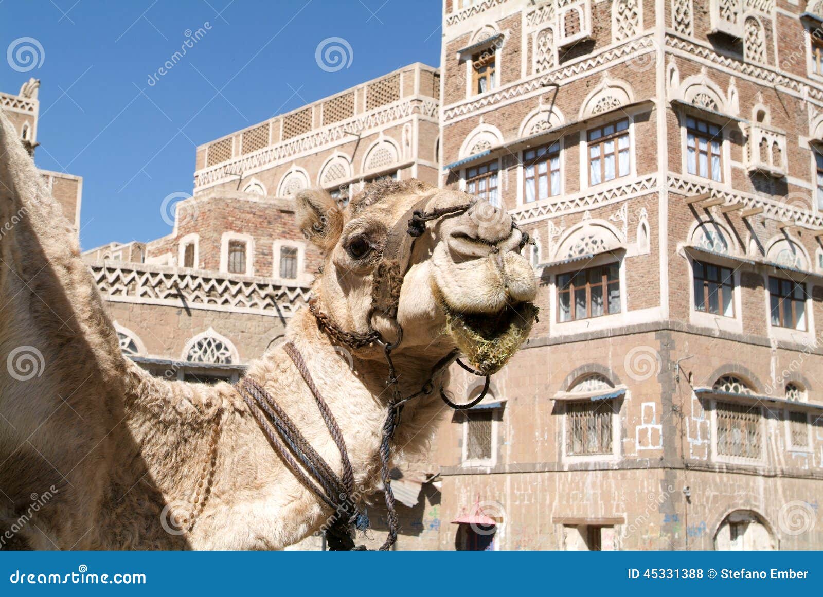 camel in front of the decorated houses of old sana