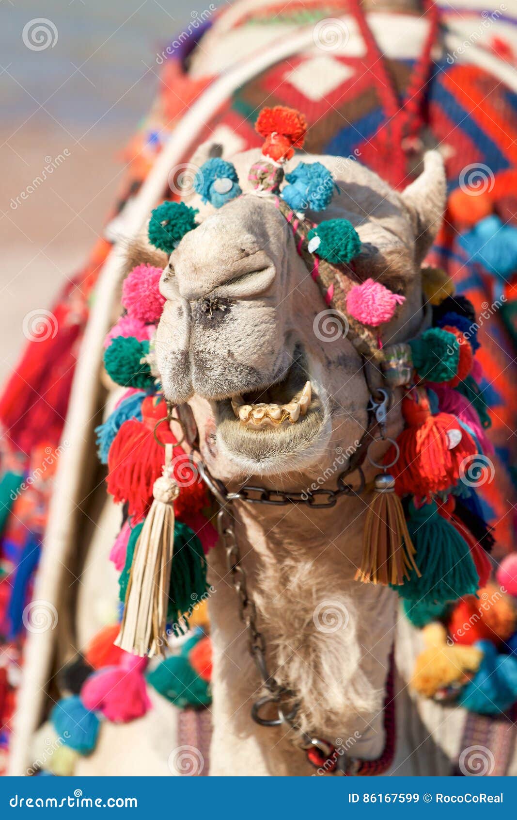 Tooth camel Camels