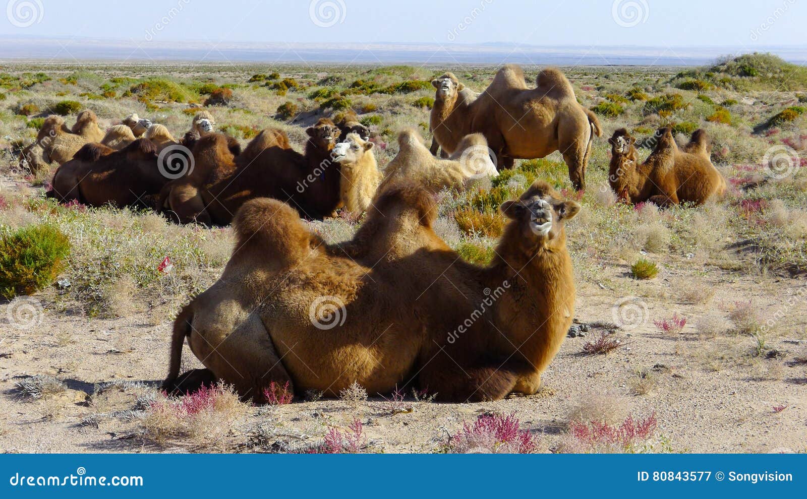 Camel on the Gobi Desert stock image. Image of roam, feral - 80843577