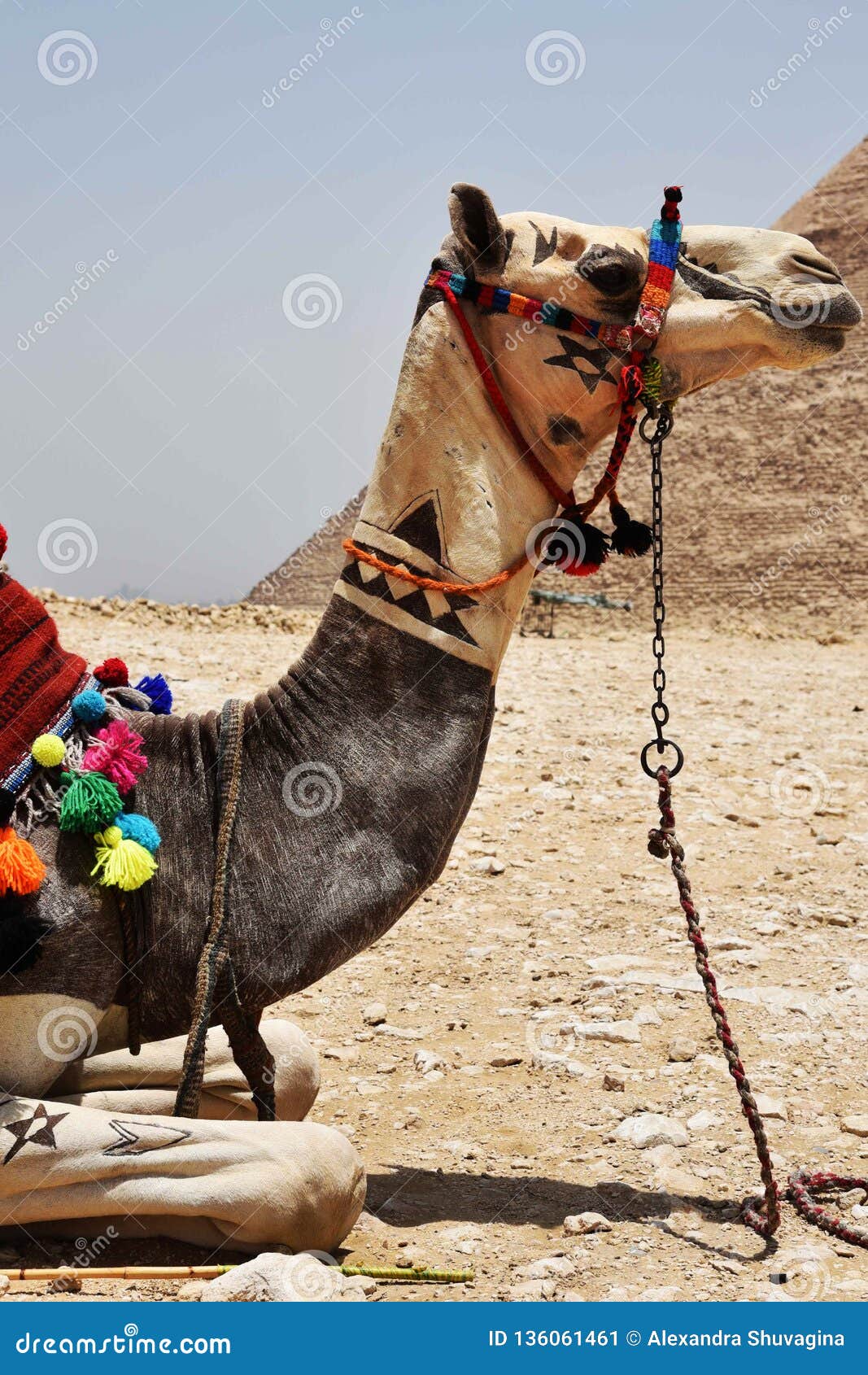 camel at great pyramids of giza