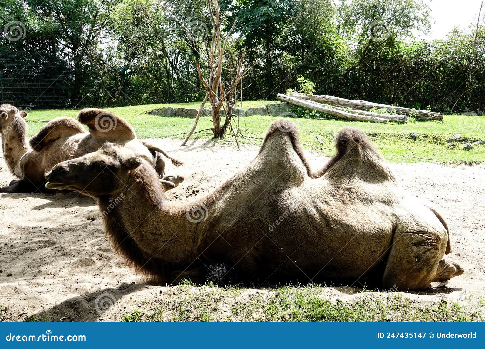 Camel on the Ground , Image Taken in Hamm Zoo, North Germany, Europe ...