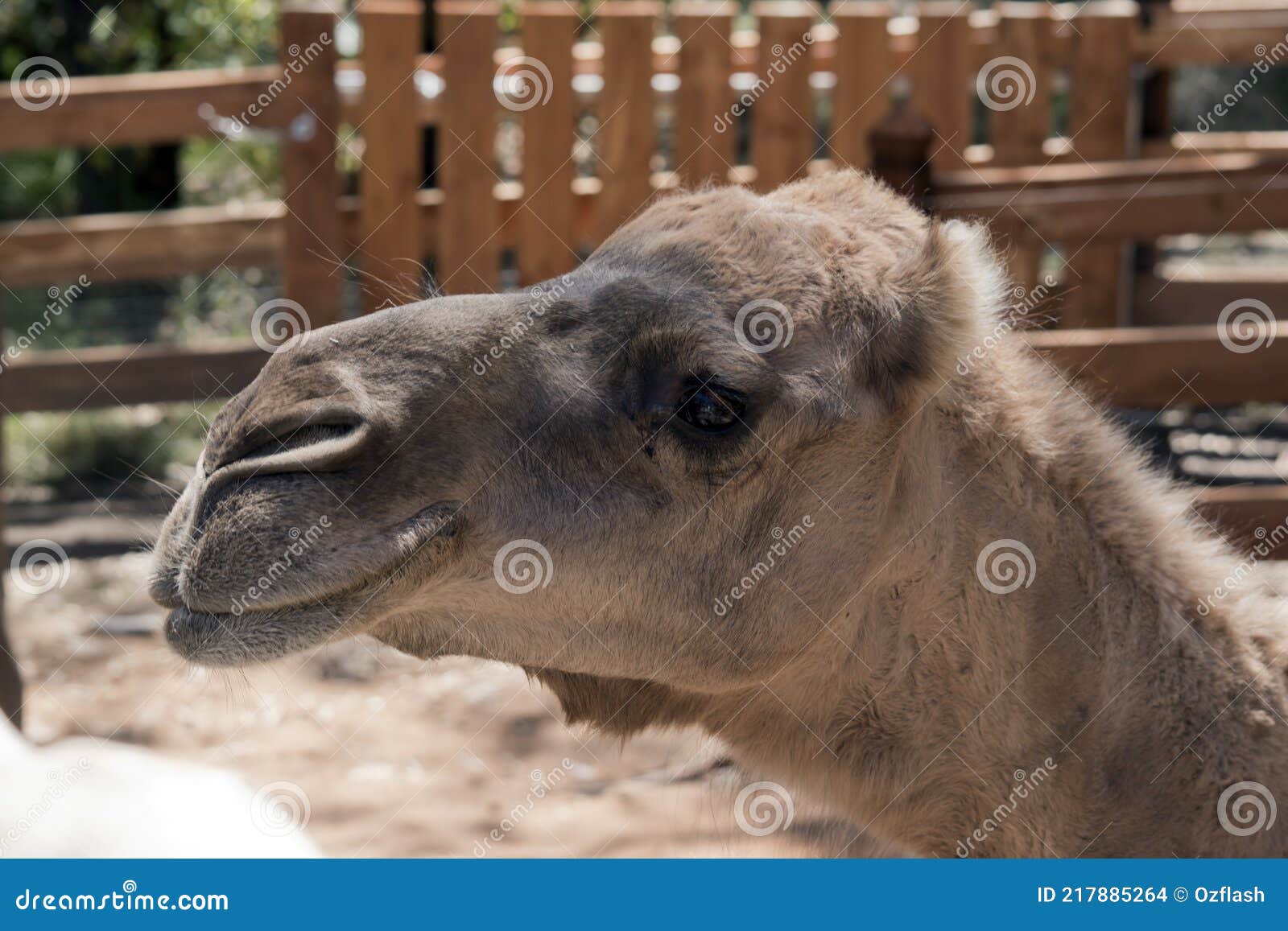 This is a Side View of a Camel Stock Photo - Image of hairy, animal:  217885264