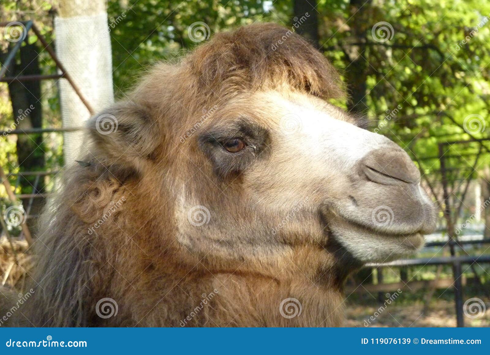 Camel Head with an Attentive Look Stock Image - Image of wildlife, hump: 119076139 Camel Head with an Attentive Look Stock Image - Image of wildlife, hump: 119076139
