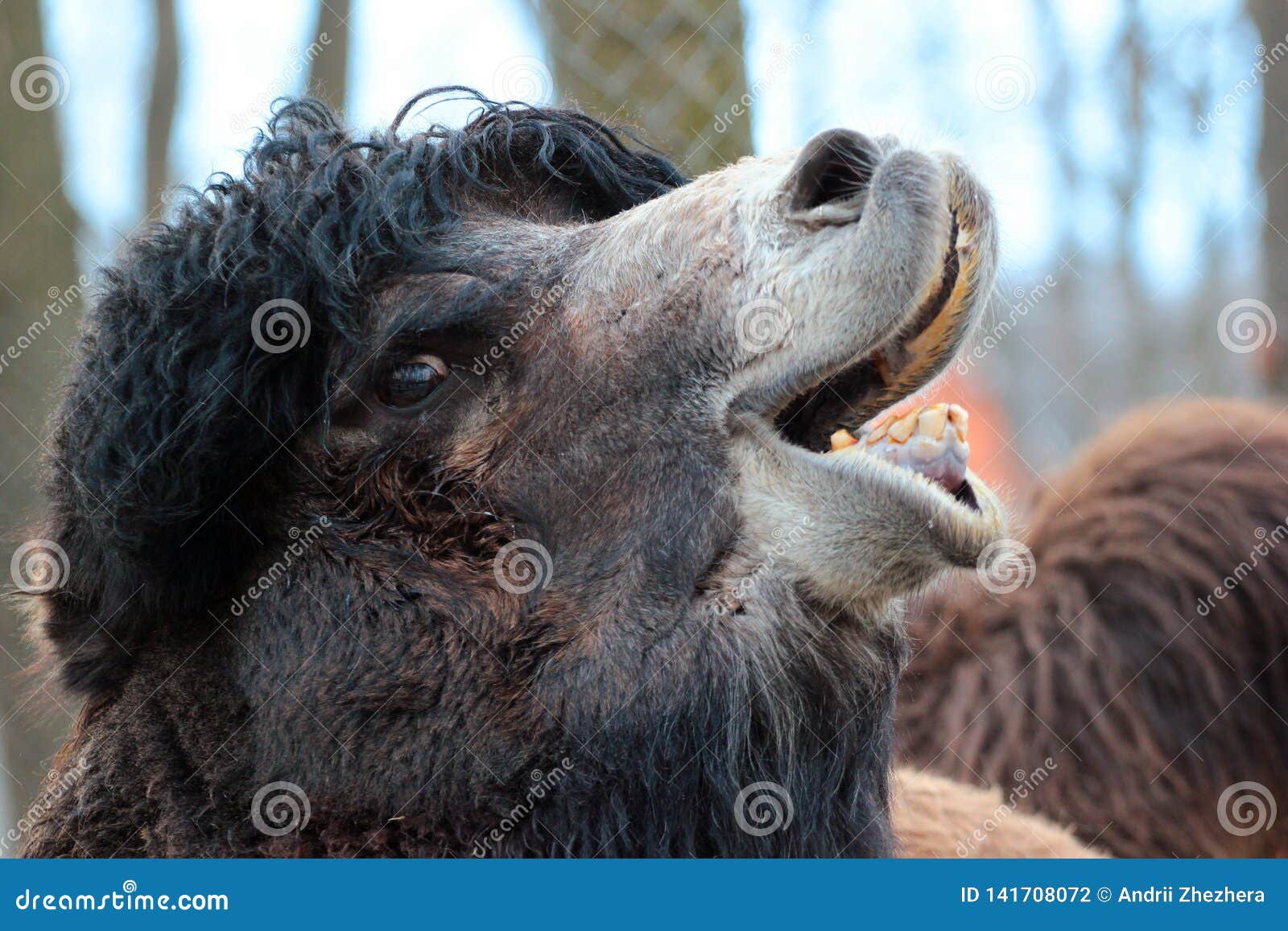 Camel Head Closeup. Camel Opening Its Mouth And Showing ...