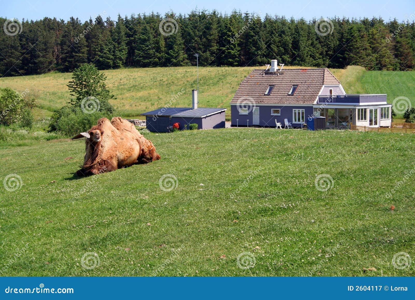 Camel and house stock image. Image of displaced, animal 2604117