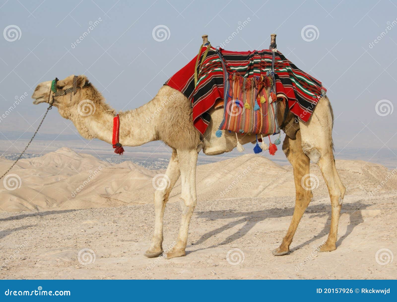 camel in judean desert, israel