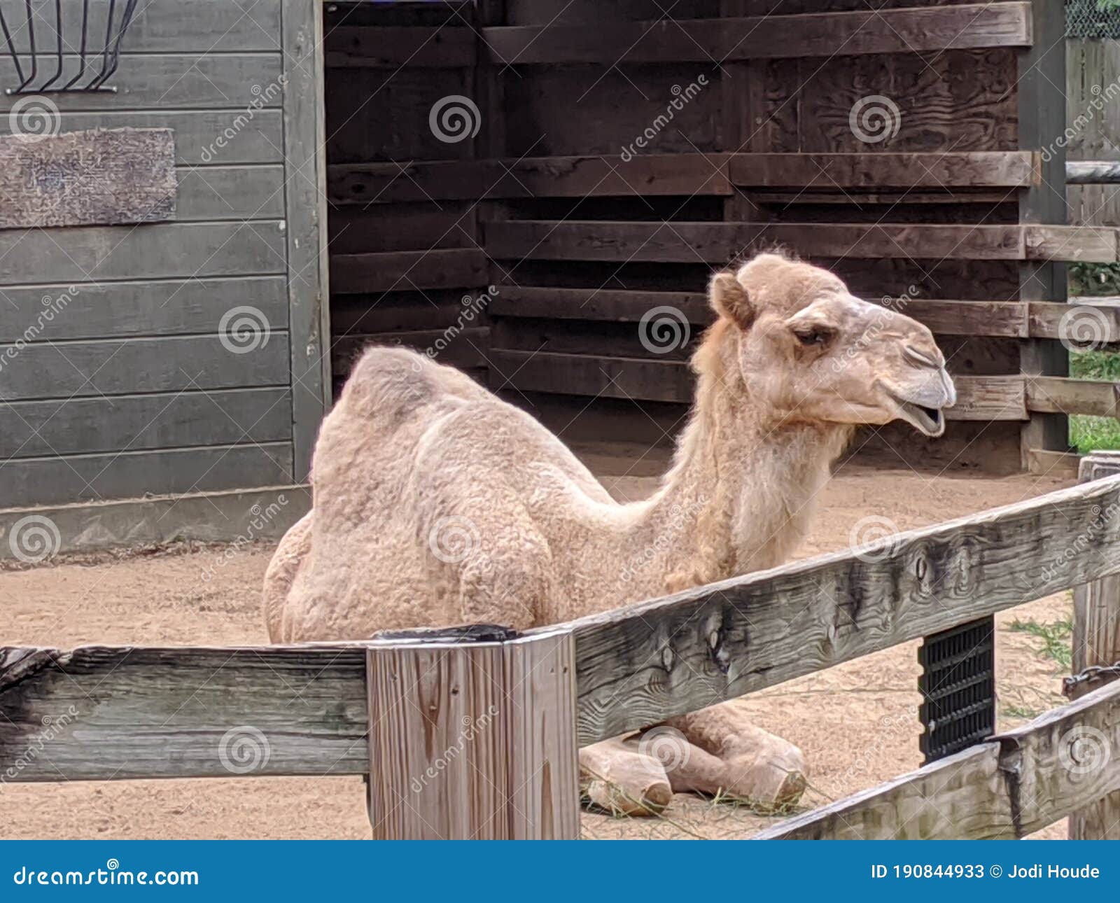 Camel Knoxville Zoo stock image. Image of camel, camels 190844933