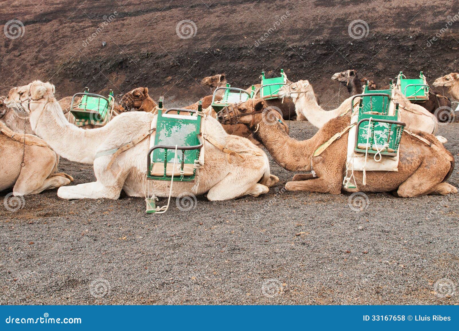 camel in lanzarote
