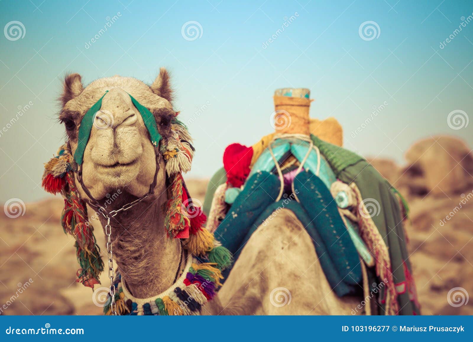 Camel Lay with Traditional Bedouin Saddle in Egypt Stock Image Image