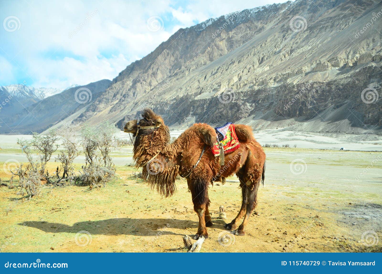 Camel for Tourists in Leh Desert the Capital of the Himalayan Kingdom of  Ladakh,India Stock Image - Image of ladakhindia, flags: 115740729