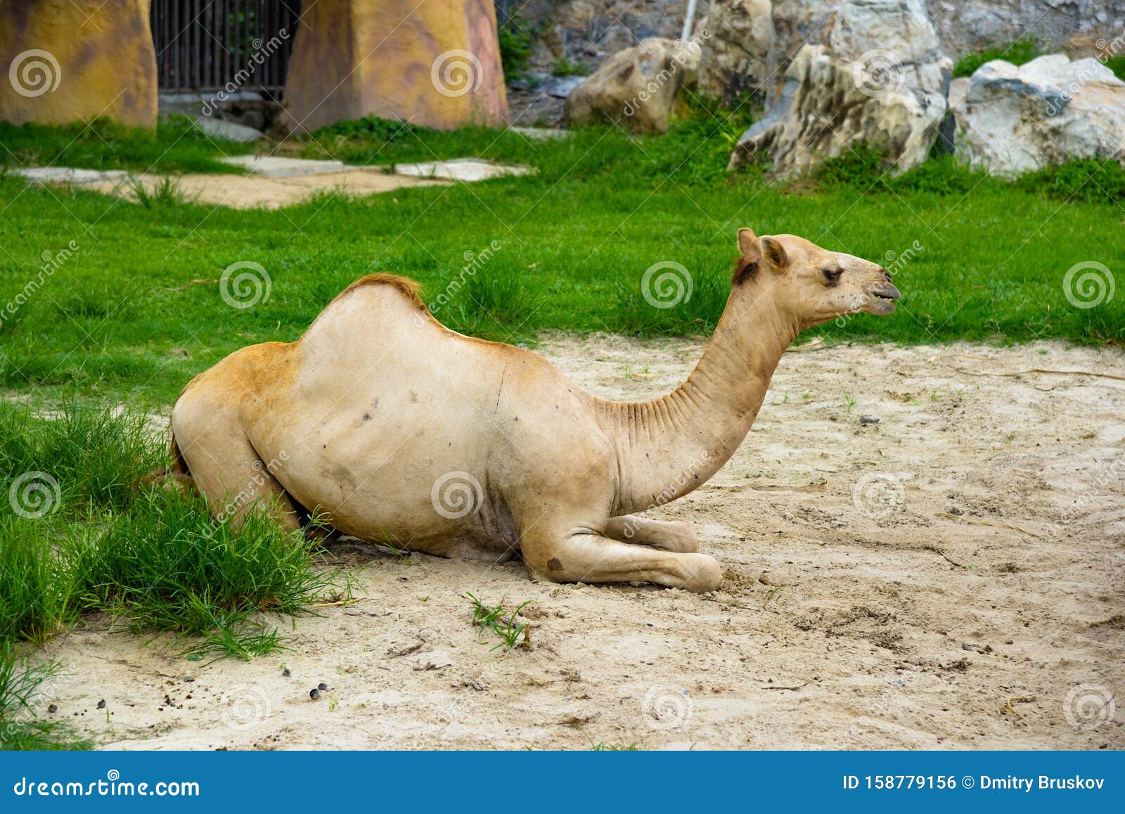 Hairy Asian Camel Hump Stock Photos - Download 41 Royalty Free Photos