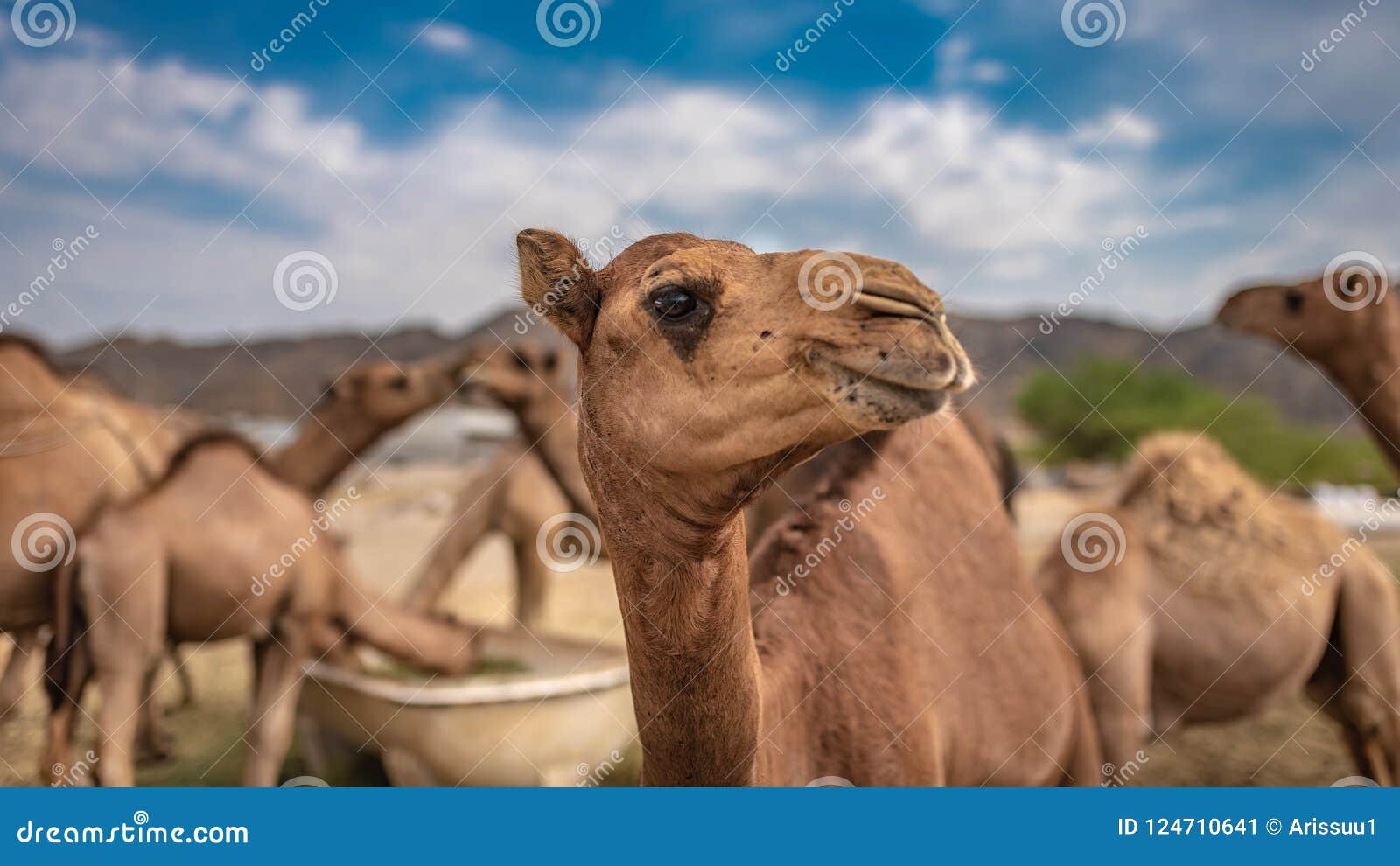 Camel Lives In The Desert Stock Image Image Of Mammal 124710641