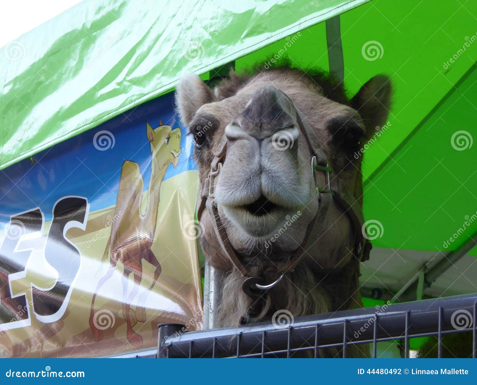 Camel at the Los Angeles County Fair in Pomona Editorial Photography - Image of travel, fairs: 44480492 Camel at the Los Angeles County Fair in Pomona Editorial Photography - Image of travel, fairs: 44480492