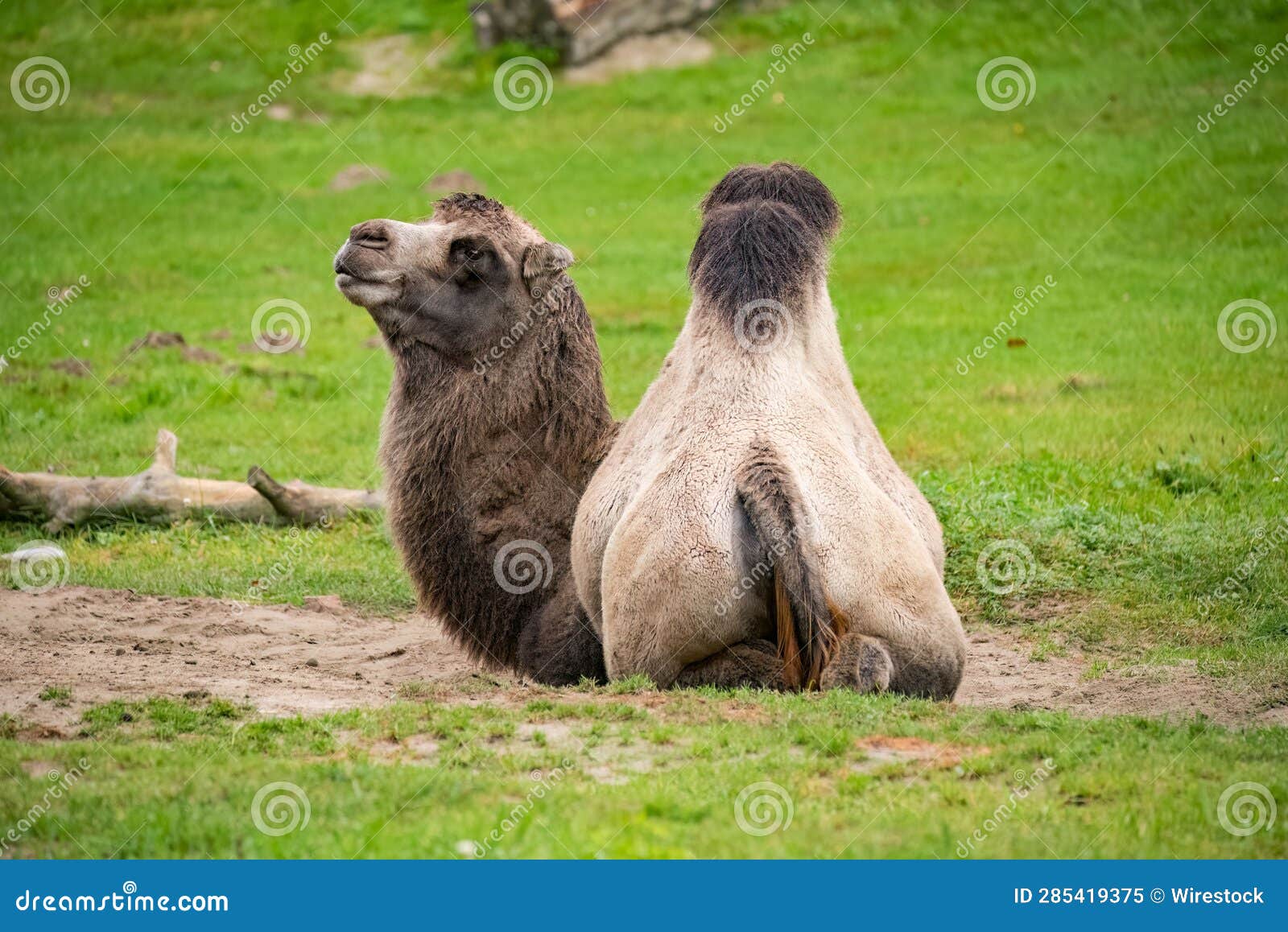 Camel Lounging in a Lush, Green Field. Stock Image - Image of mammal ...