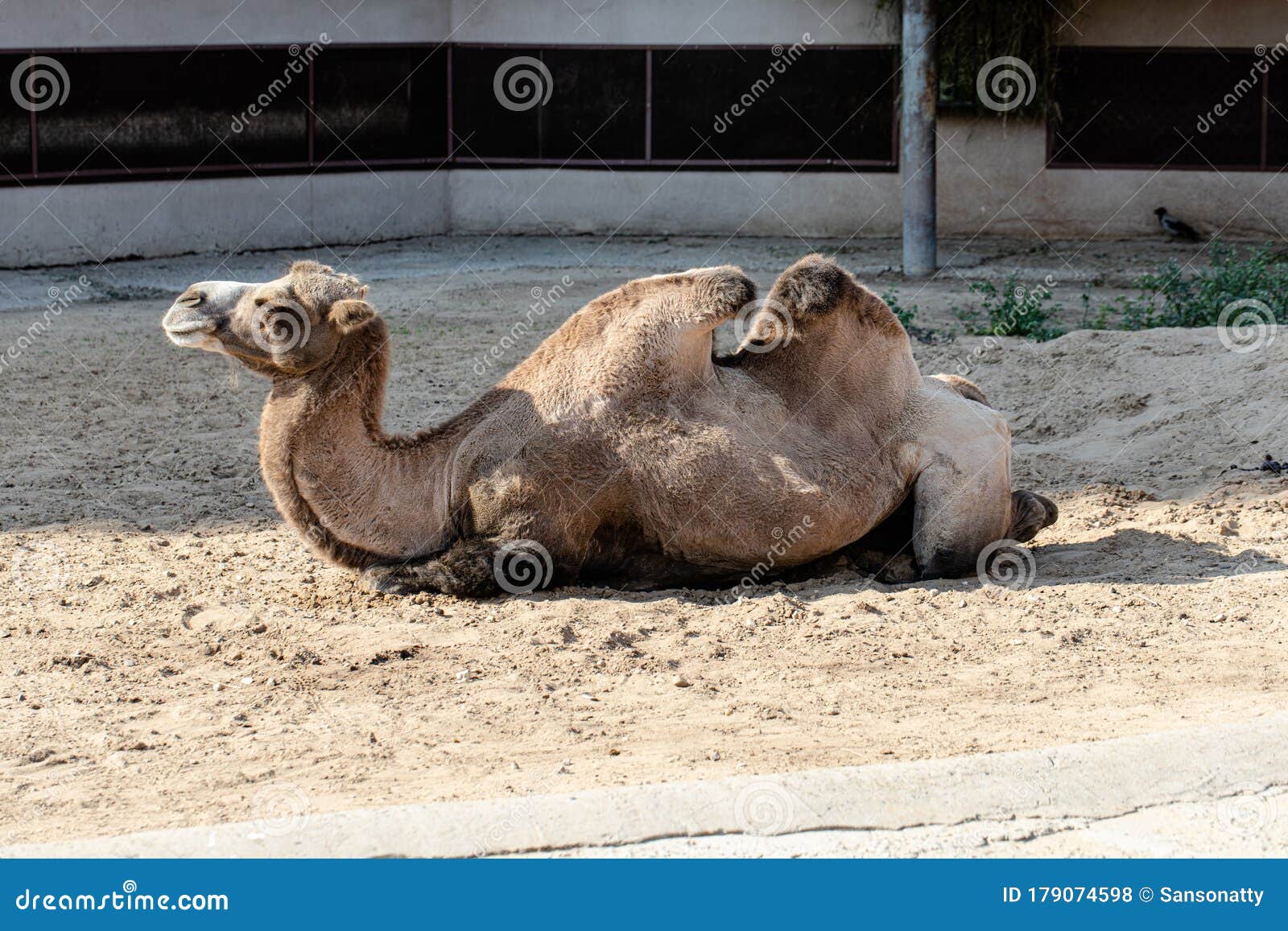 Camel lying on the sand stock photo. Image of sand, desert - 179074598