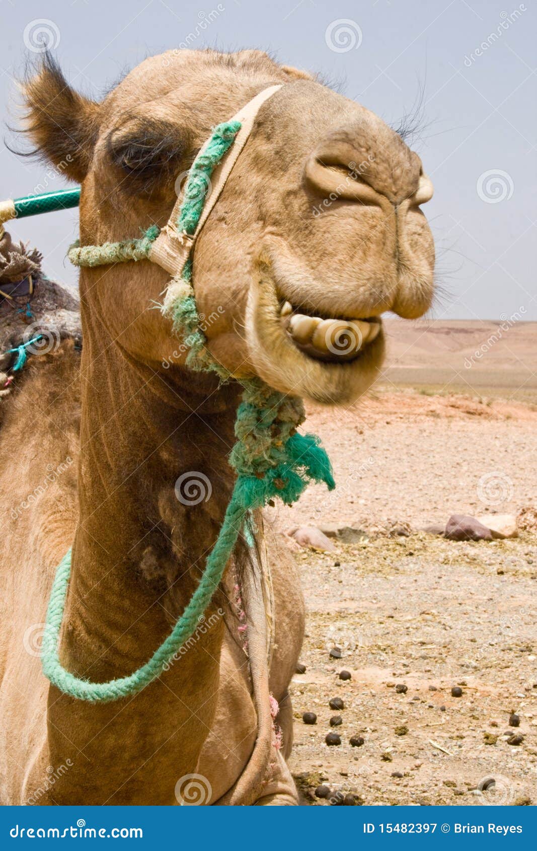 a camel in morocco