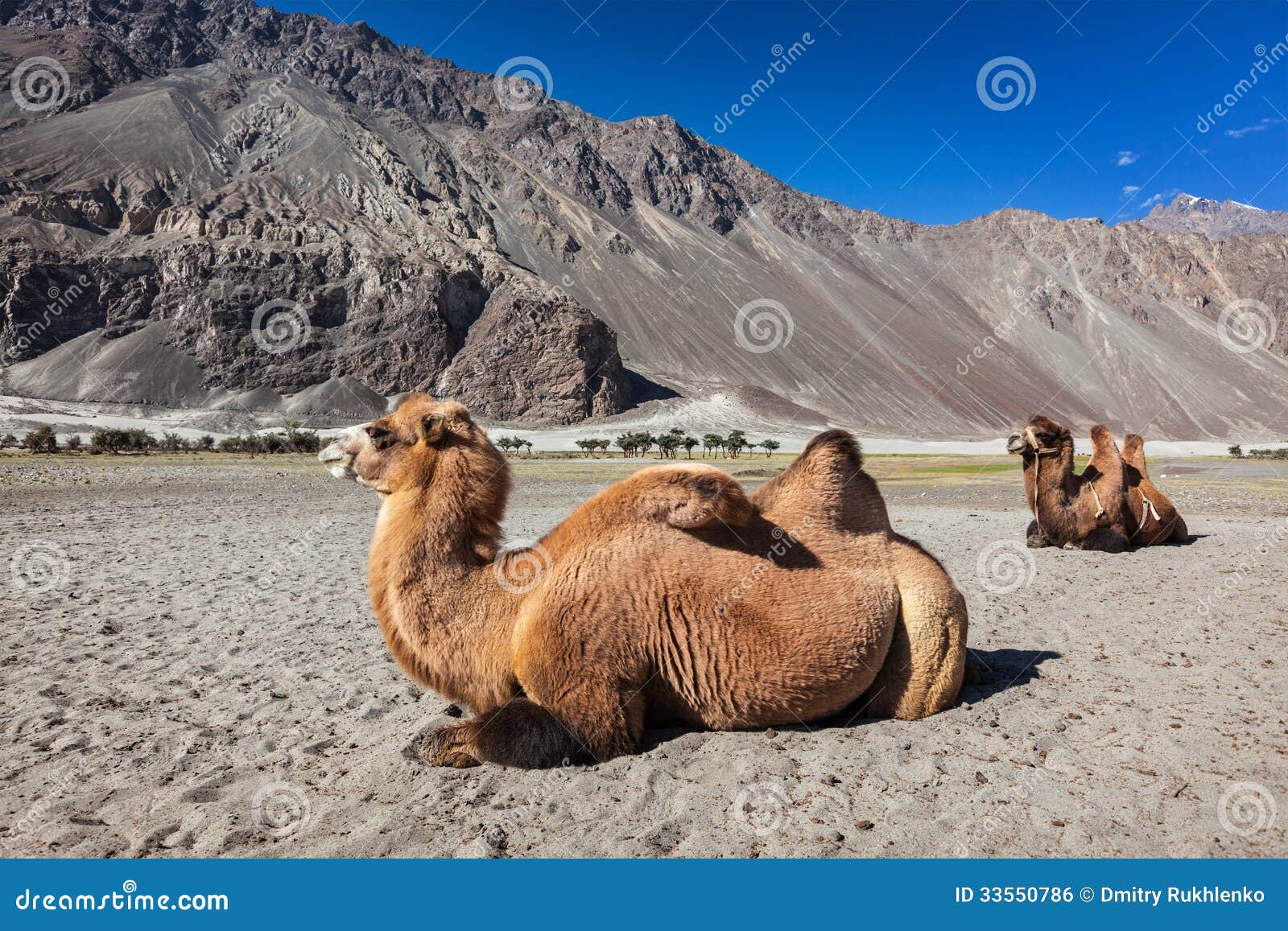 camel in nubra vally, ladakh