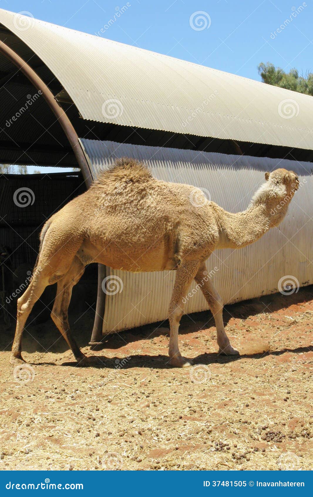A Camel with One Hump in the Desert Stock Image Image of dessert