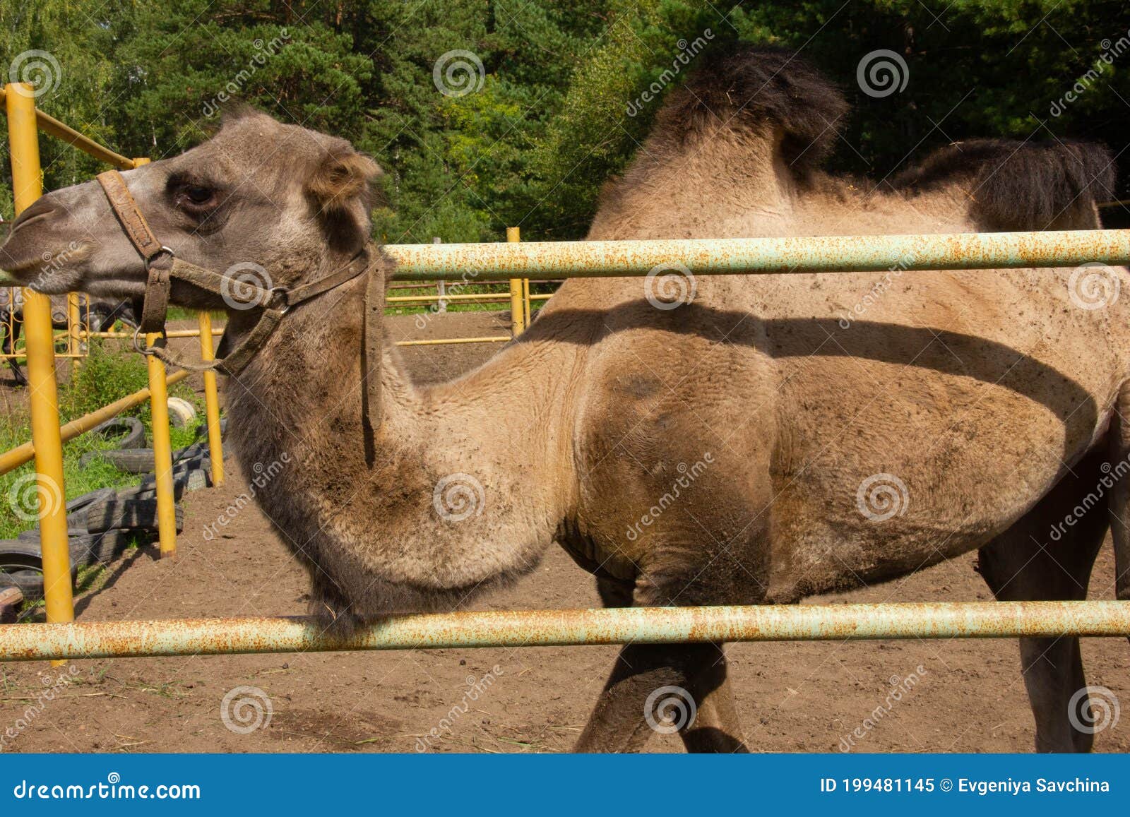 Camel in a Paddock on a Farm. Wild Animal Locked Up, Stock Image - Image of  outdoor, zoology: 199481145