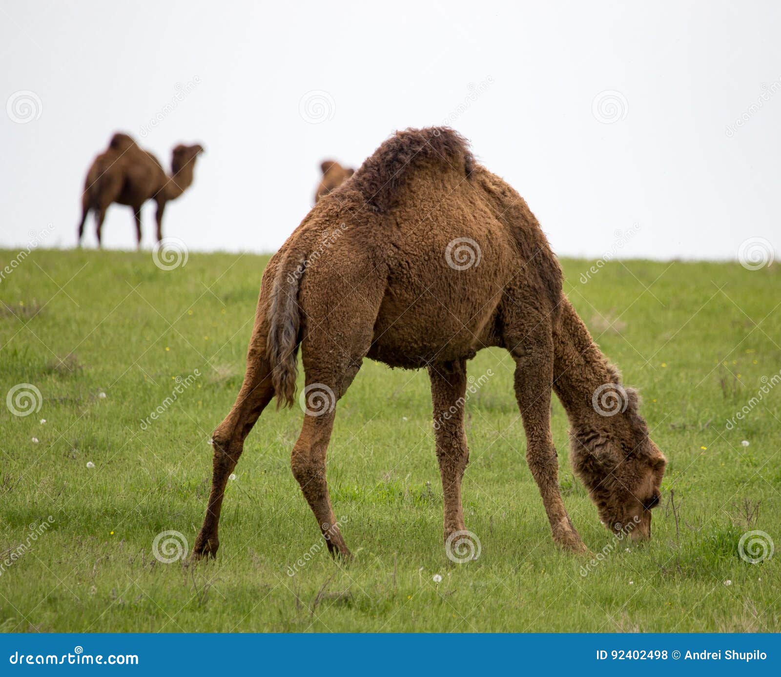 Camel in the Pasture in the Spring Stock Photo - Image of nature ...