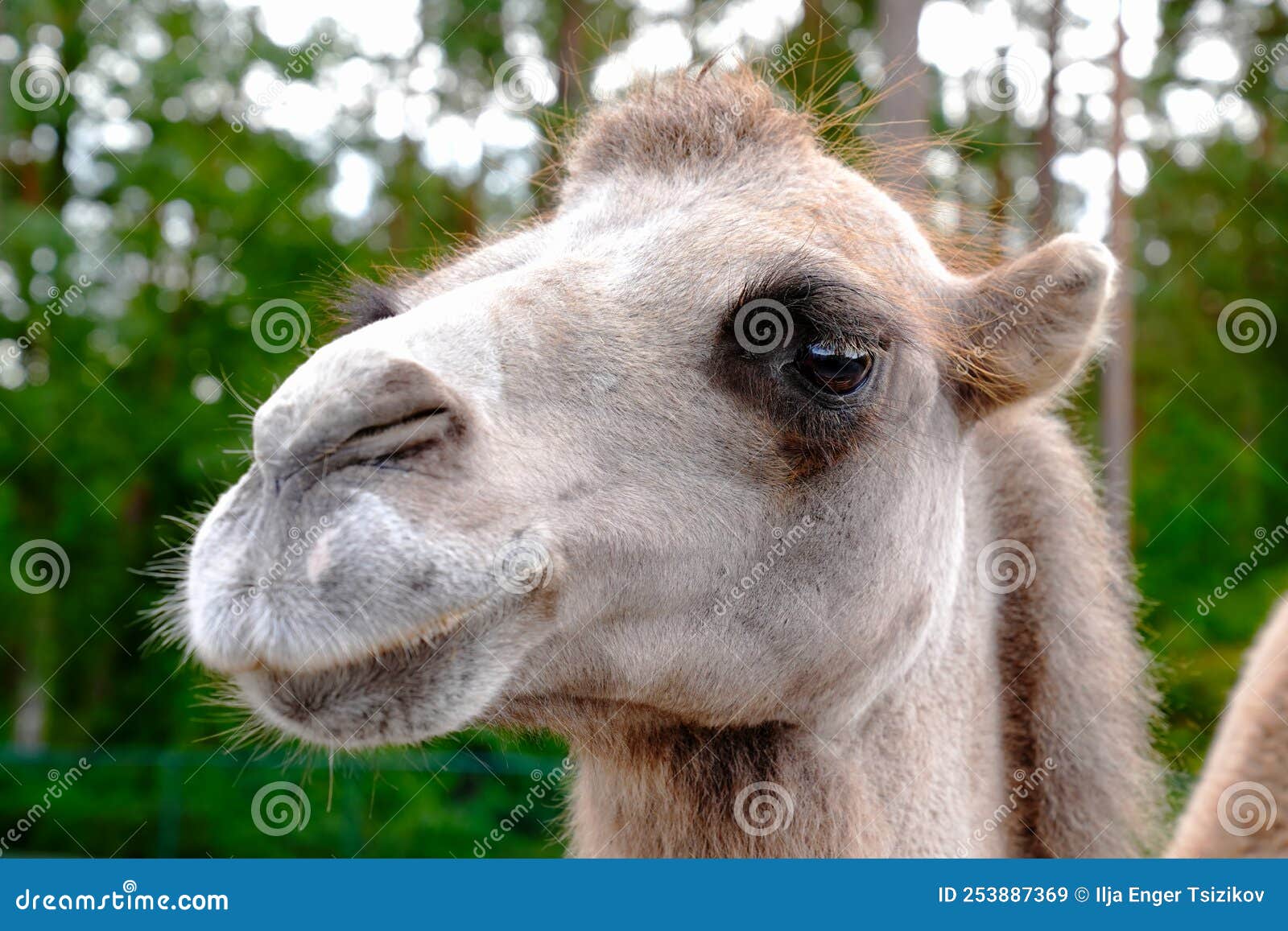 Camel Portrait. Arabian Brown Camel Face Close-up Stock Image - Image