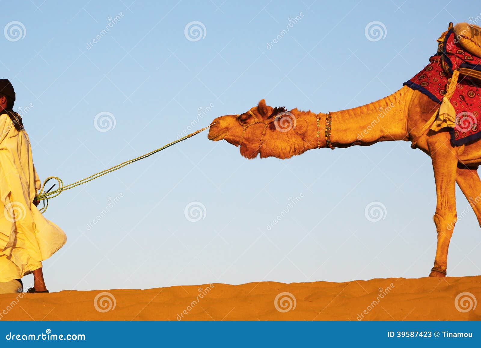 camel pulled by man on sand dune, rajahstan