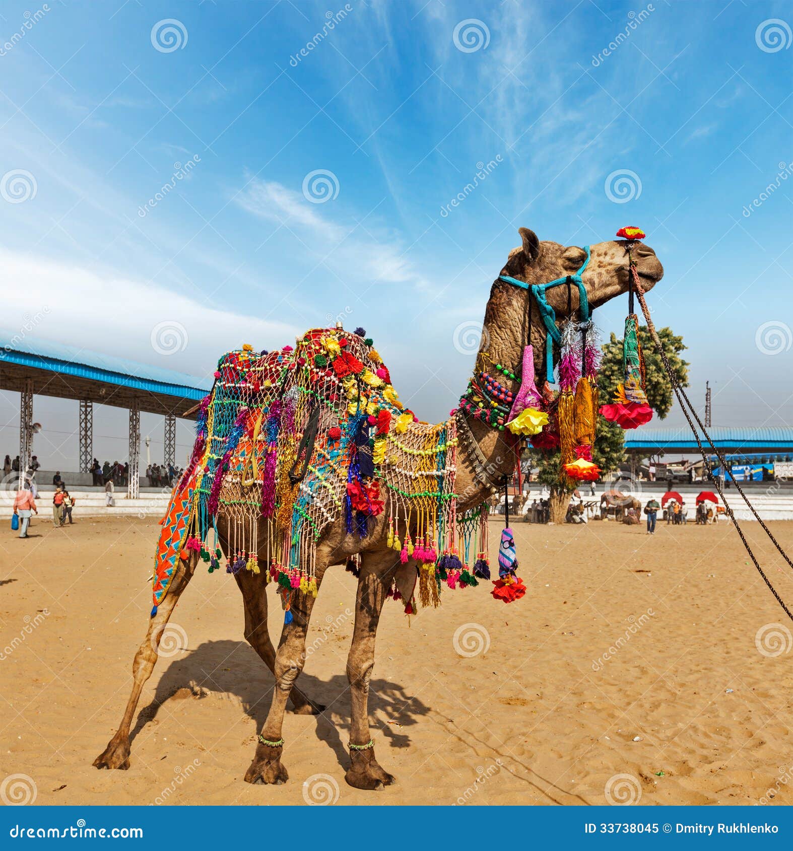 camel at pushkar mela (pushkar camel fair), india