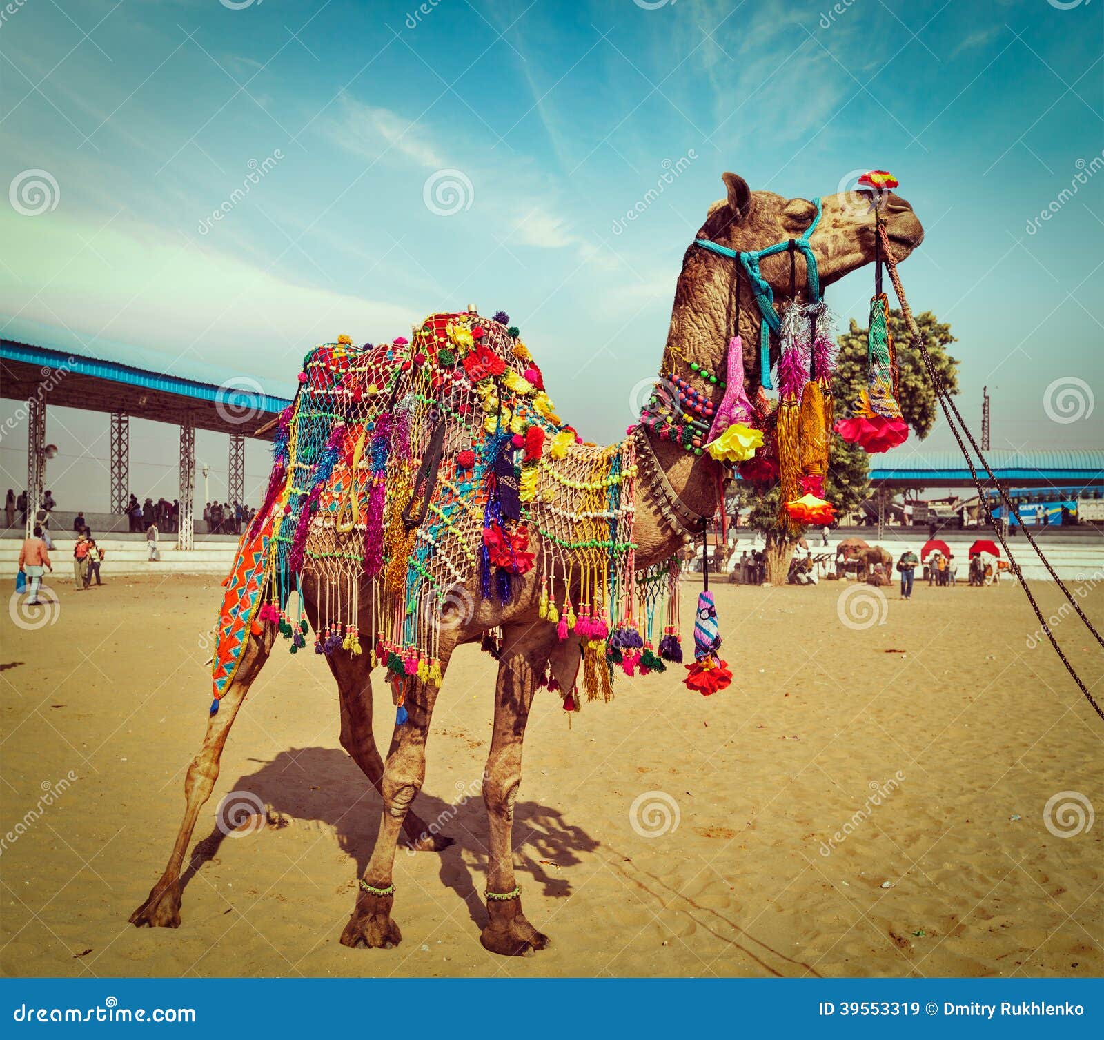 camel at pushkar mela, rajasthan, india