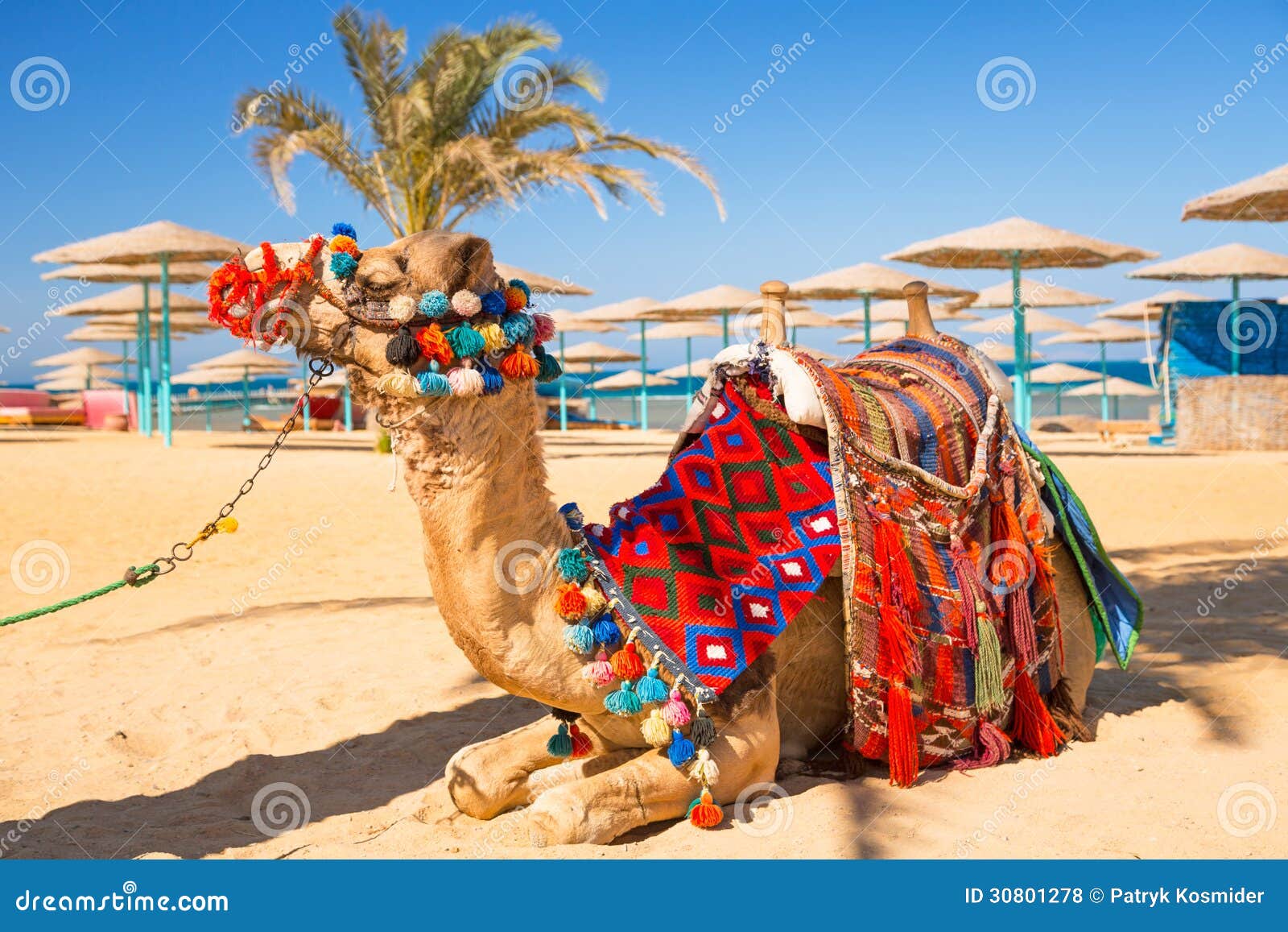 Camel Resting In Shadow On The Beach Of Hurghada Stock 
