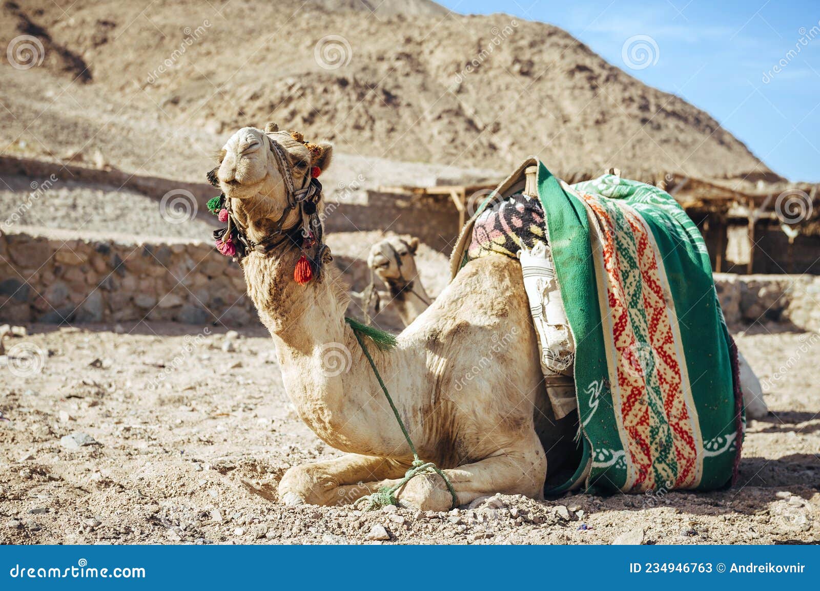 Camel Ride at Desert Safari in Egypt. Camels Resting in the Thar Desert