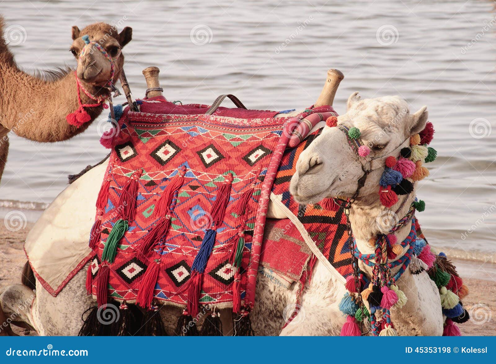 Camel Ride editorial stock photo. Image of pyramid, colorful 45353198