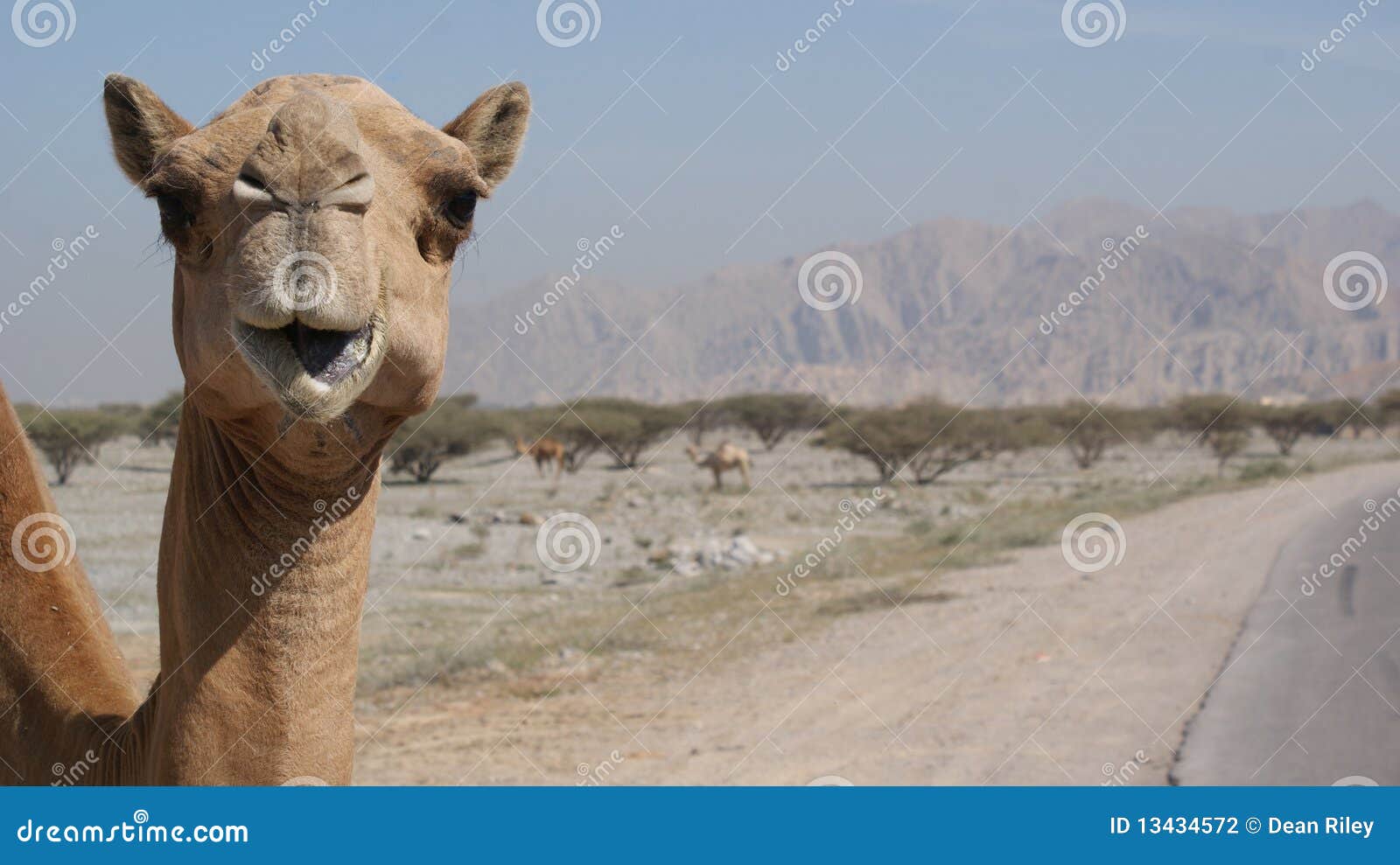 camel on the roadside