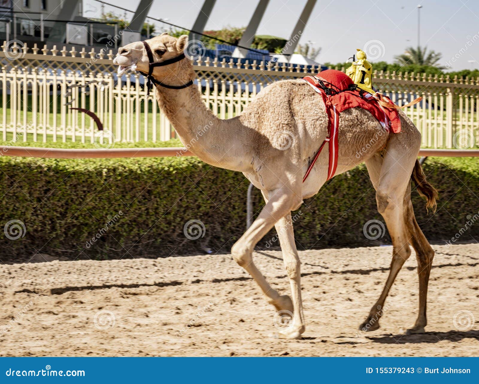 camel runs on track being trained to race with tiny robot jockey on his back