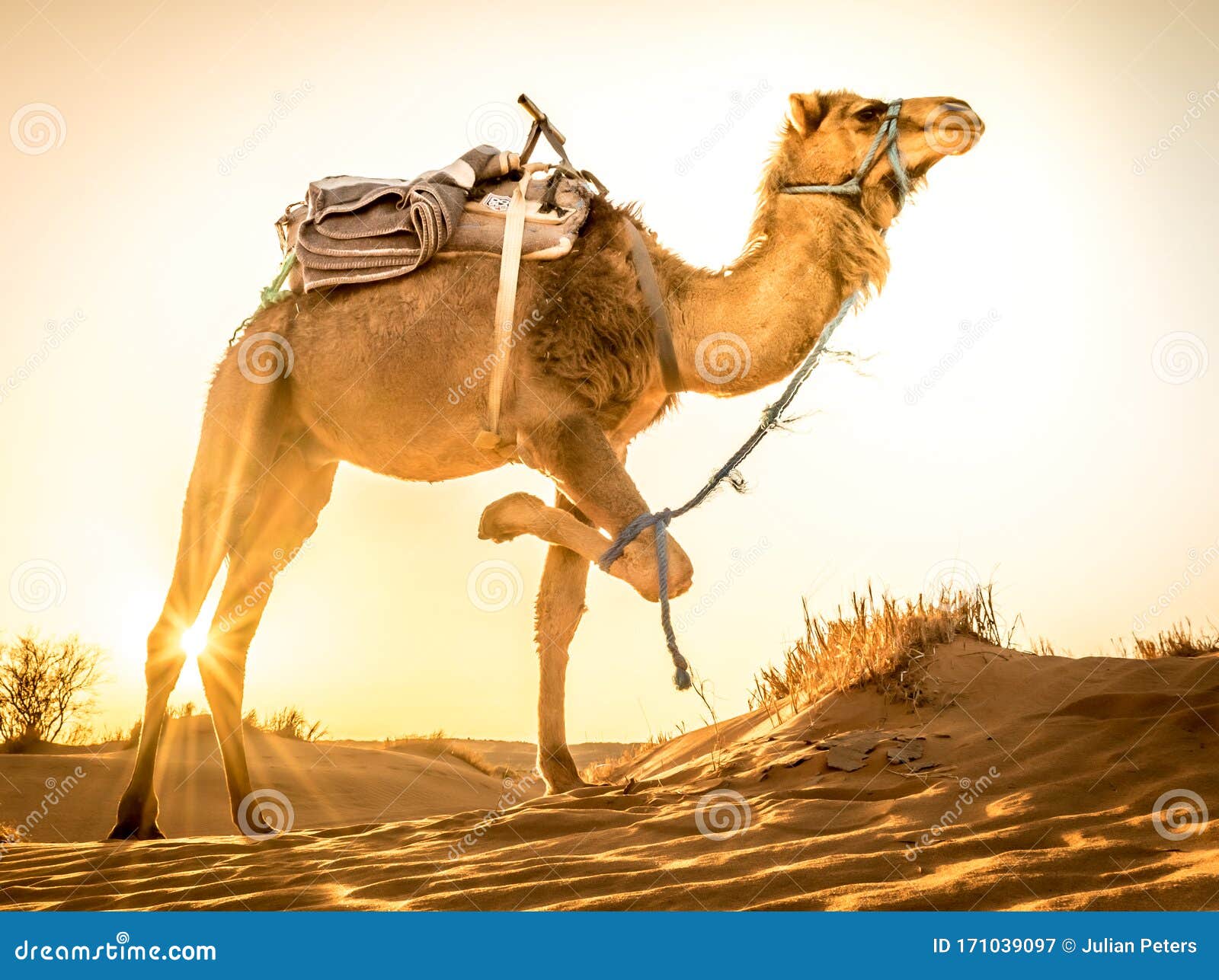 camel at sahara desert during sunrise, merzouga, morocco