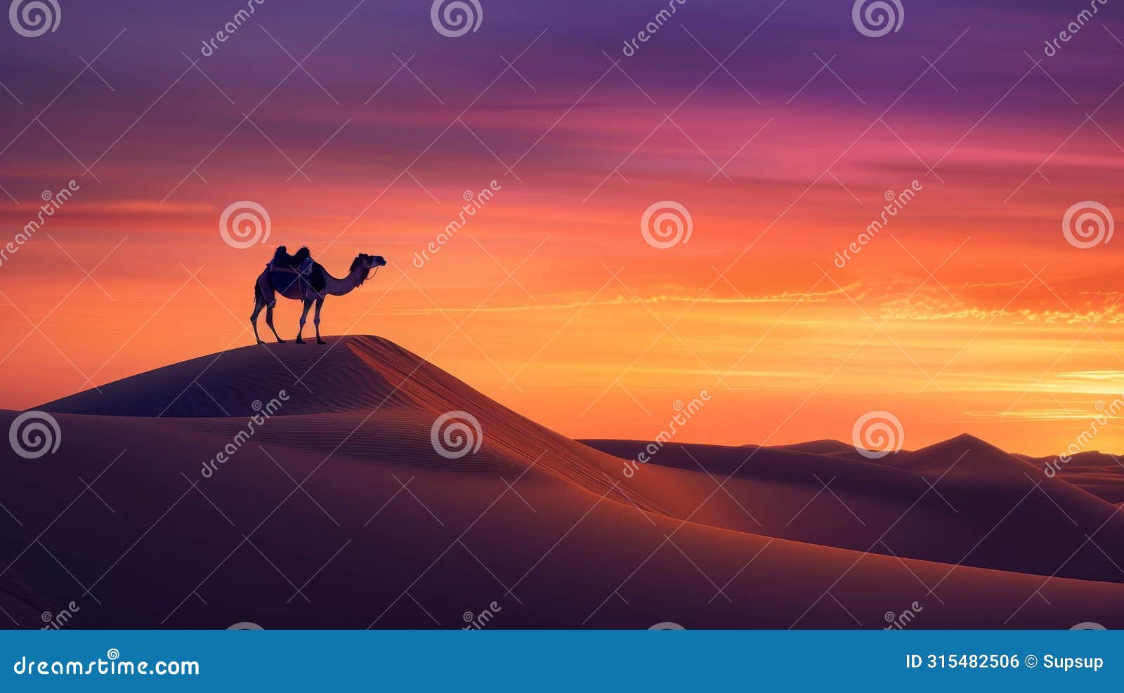 a camel on a sand dune at sunset, silhouetted against the red sky afterglow