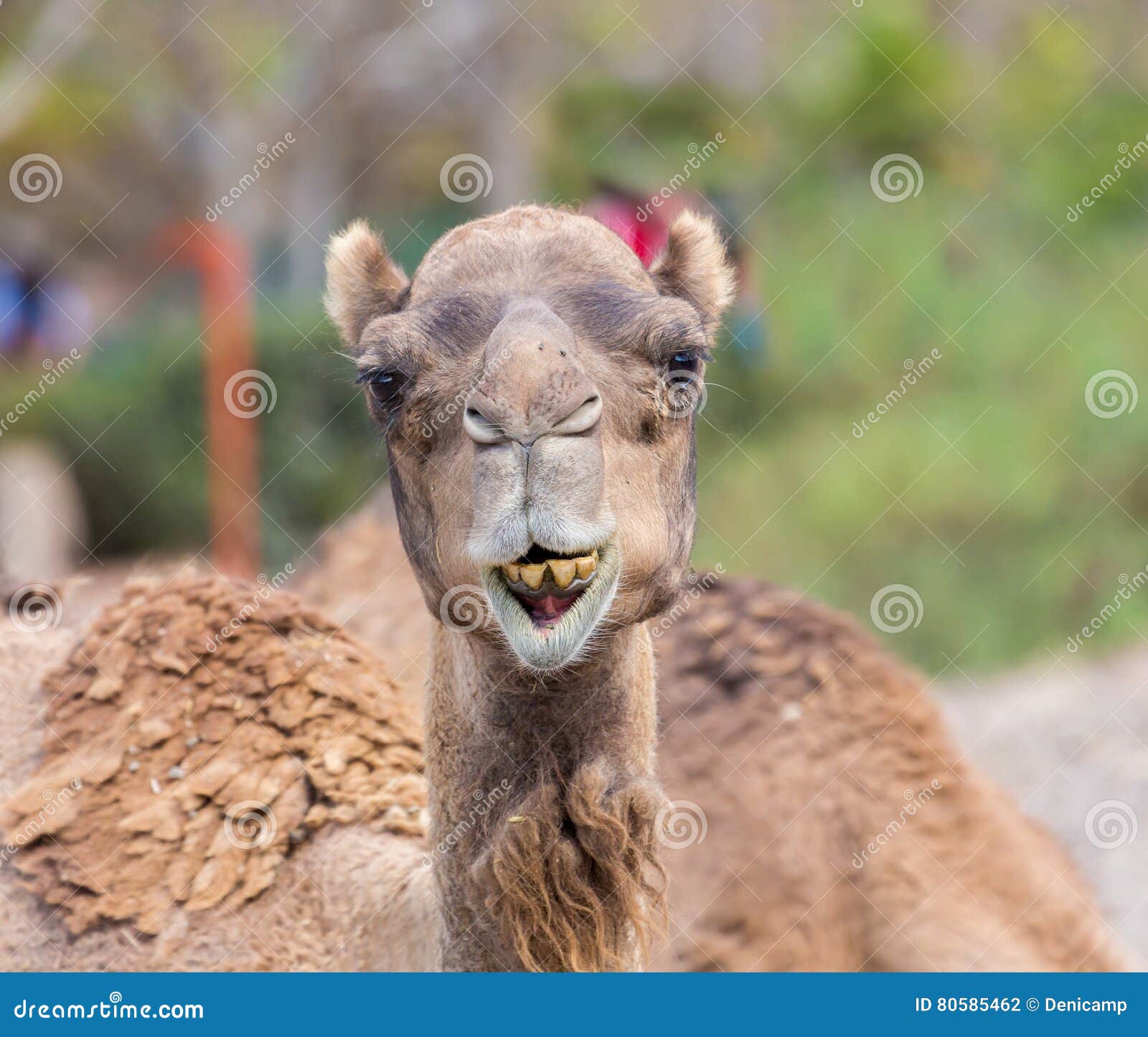 Camel Showing Teeth Stock Photo Image Of Dubai Close 80585462