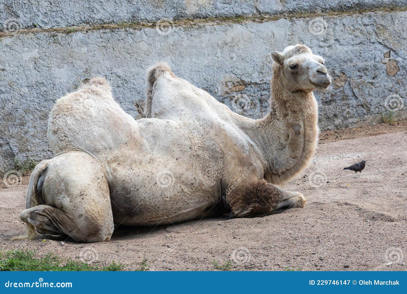 A Camel in the Siberian Zoo. Camel S Head Close-up. Long Camel Hair ...