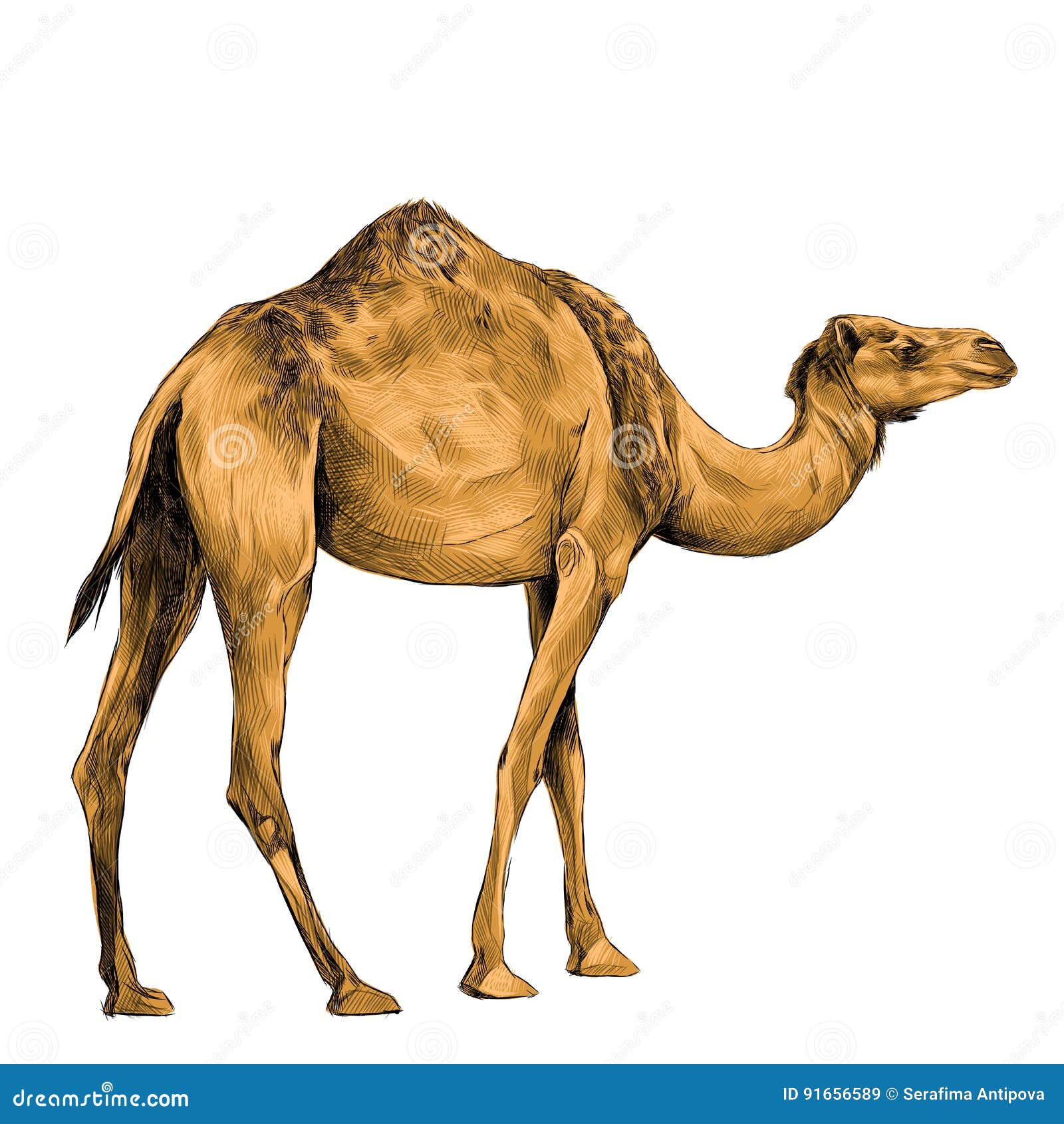 Details more than 178 desert camel drawing latest