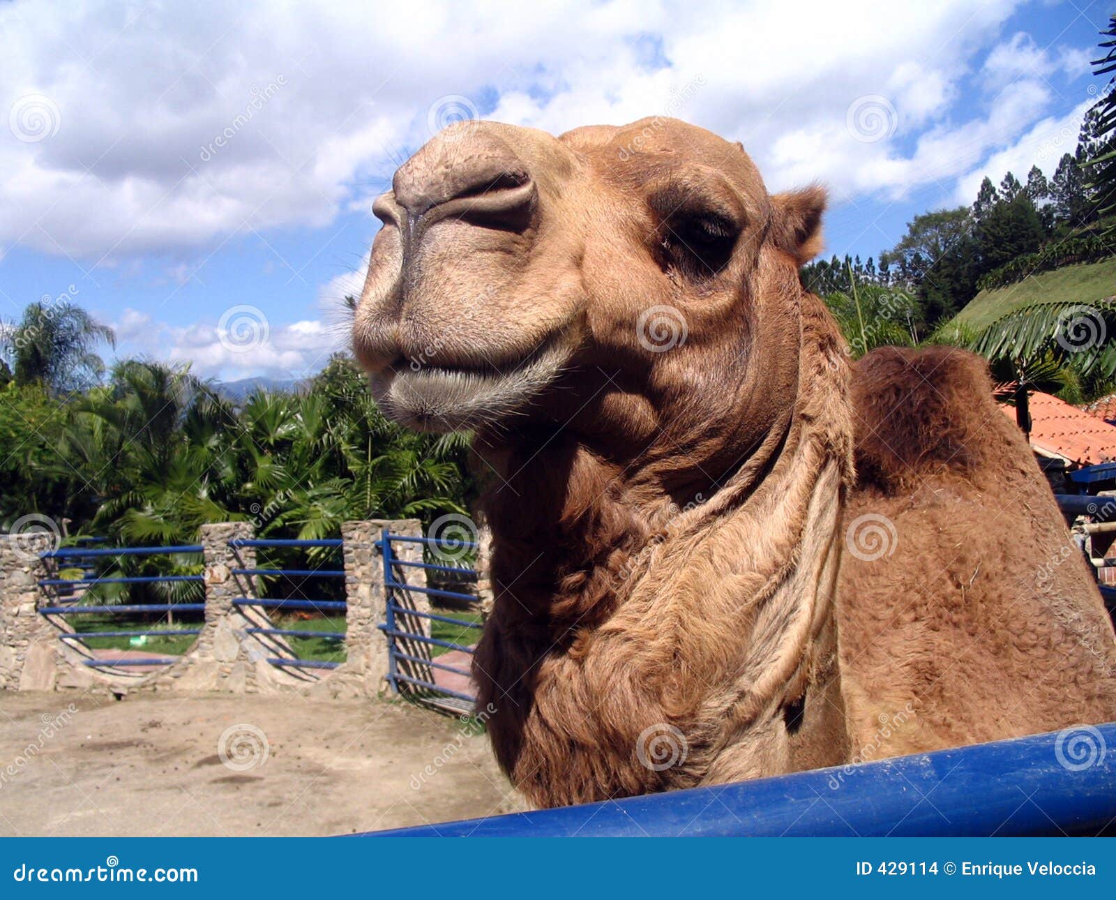 camel smiling in the zoo