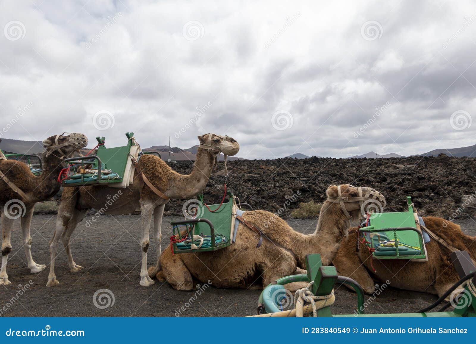 camel stall. camels safari lanzarote. dromedaries in the echadero de los camellos, in lanzarote island