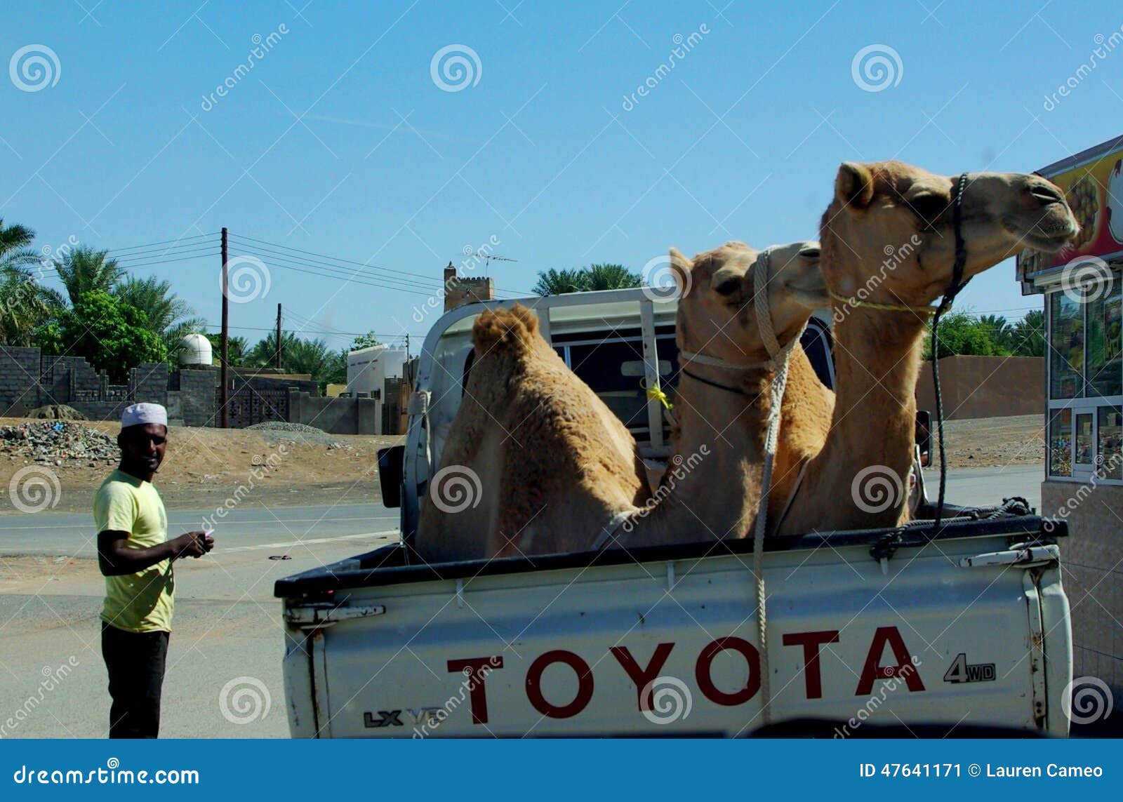 Camel Transport editorial photo. Image of oman, camel 47641171