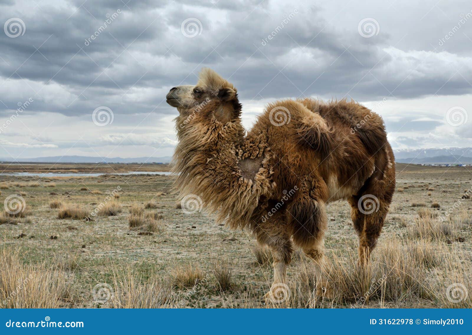 Camel stock photo. Image of hair, israel, outdoors, face - 31622978