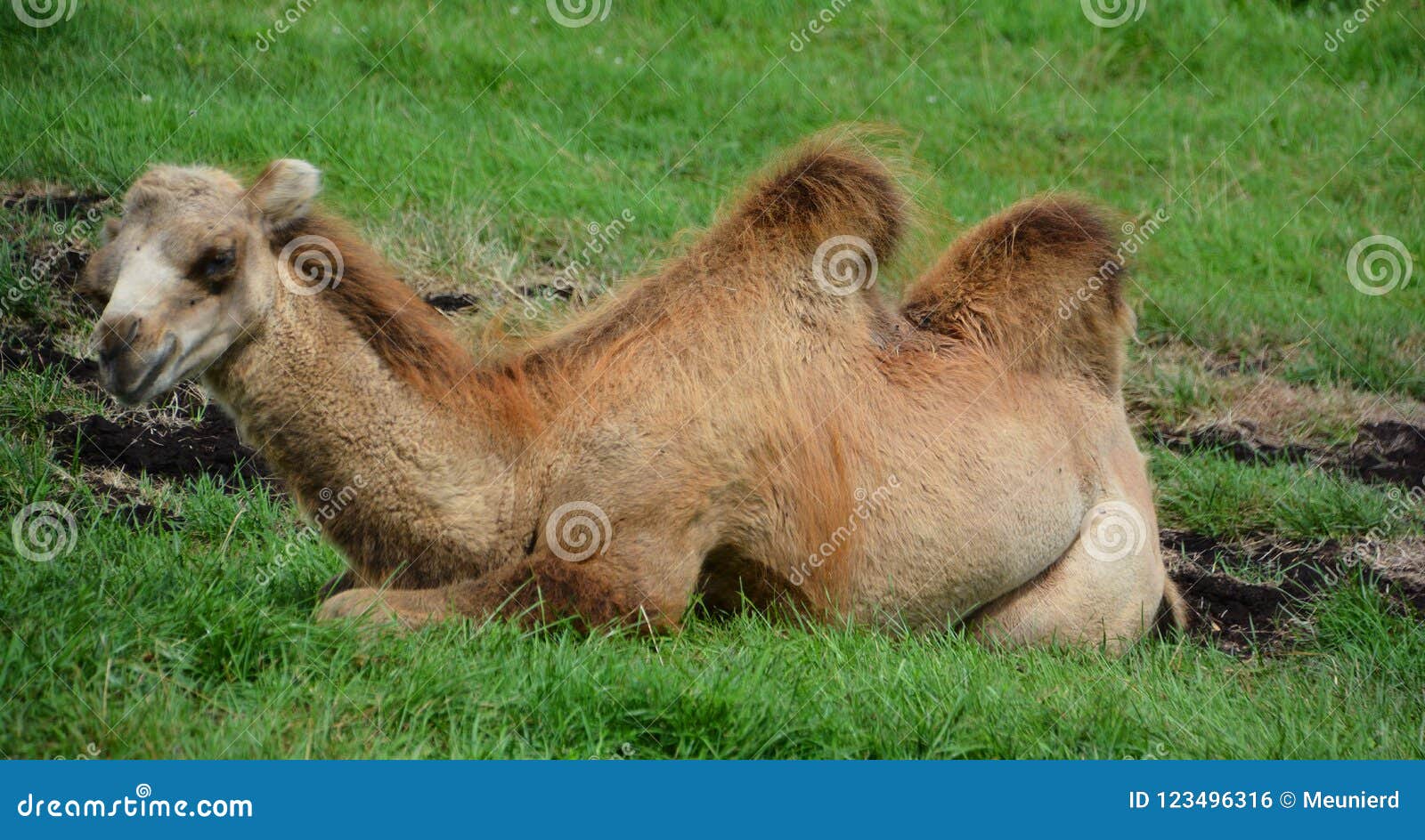 camel is an ungulate